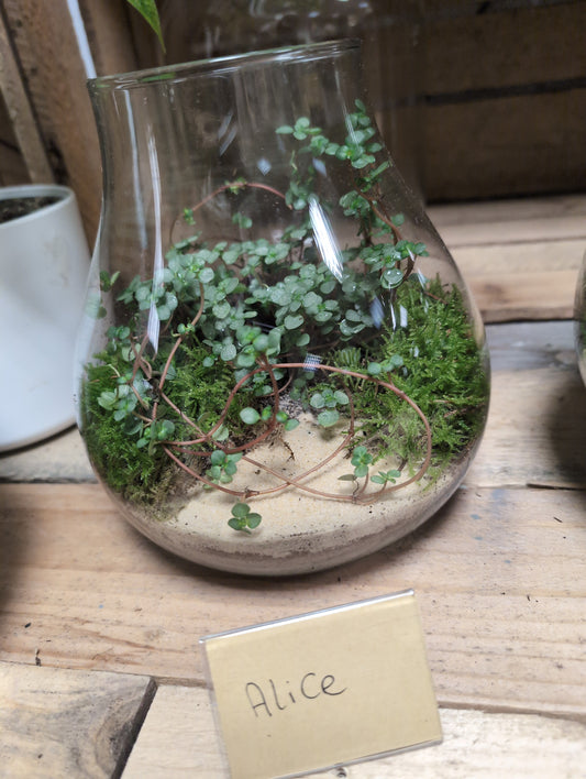 Medium Ready-made Terrarium - 'Alice'