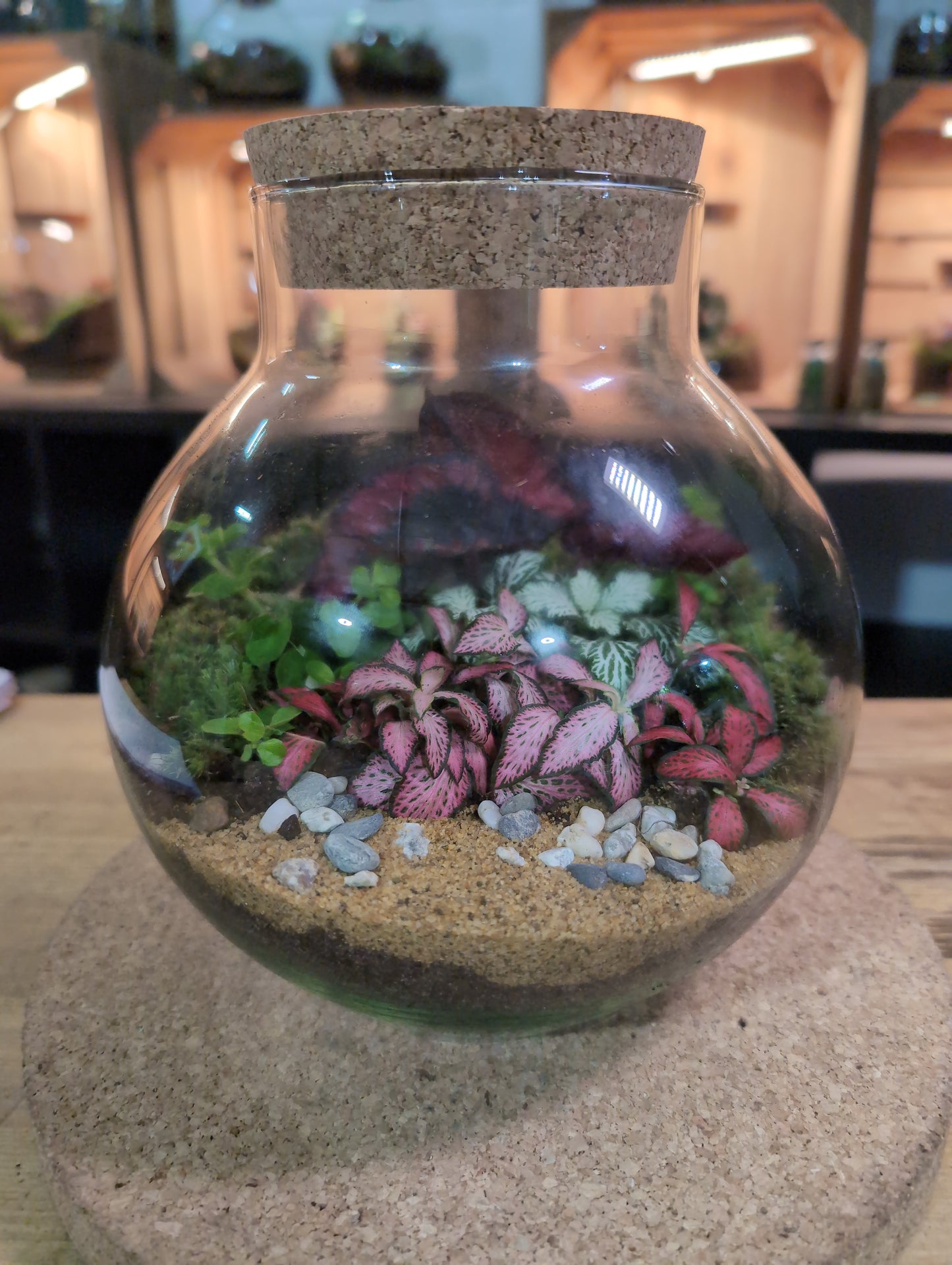 Ready-made Terrarium – George Jar