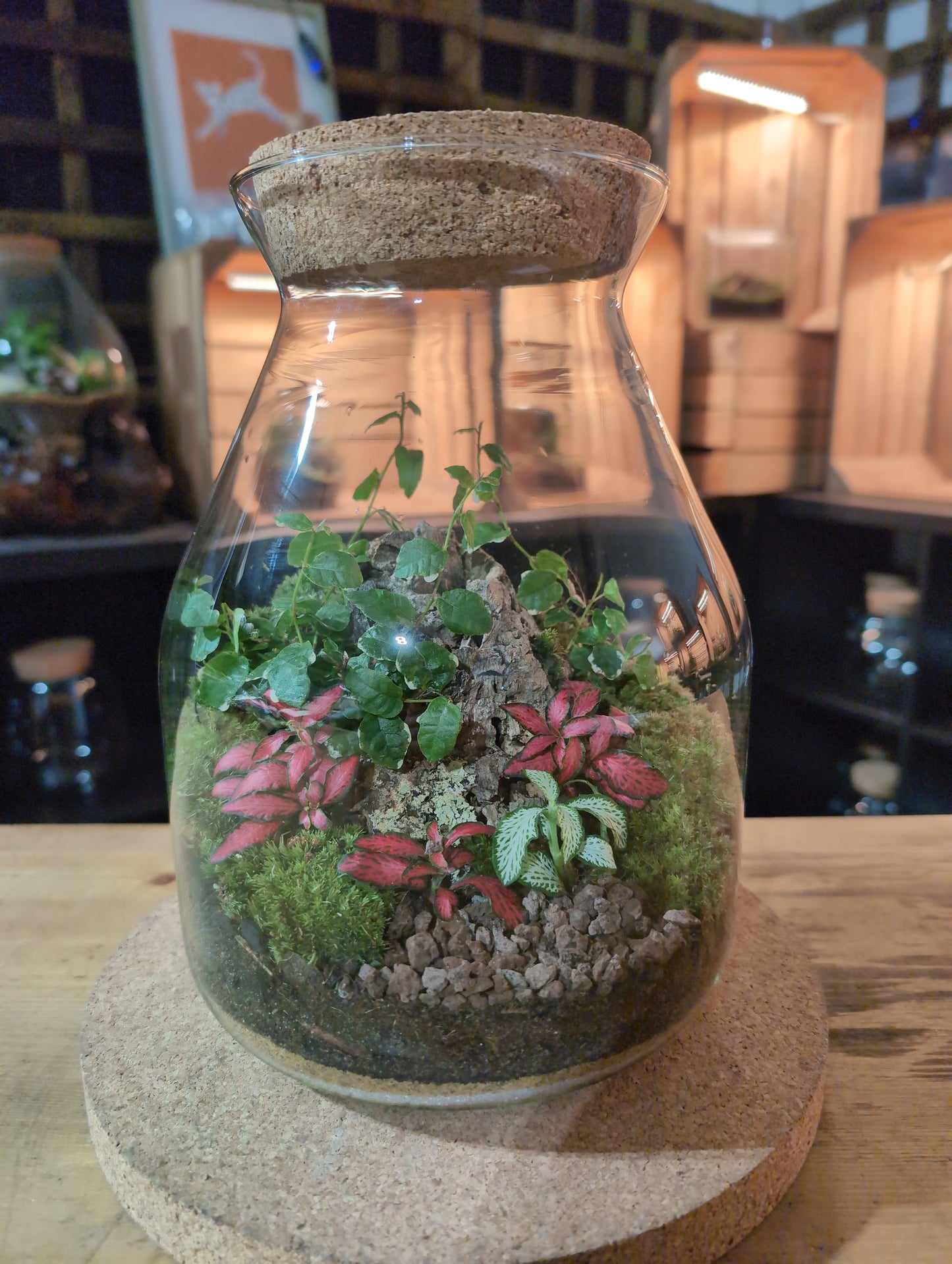 Ready-made Terrarium – Jamie Jar