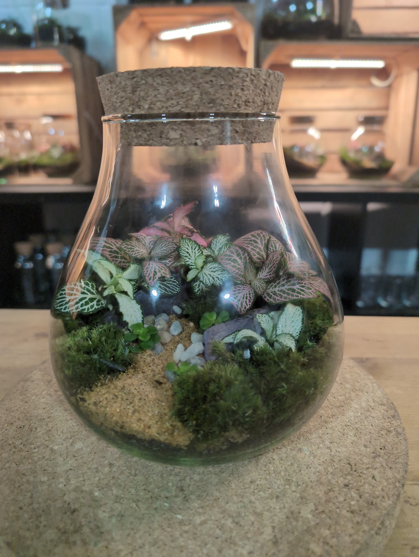 Ready-made Terrarium – Fran Jar