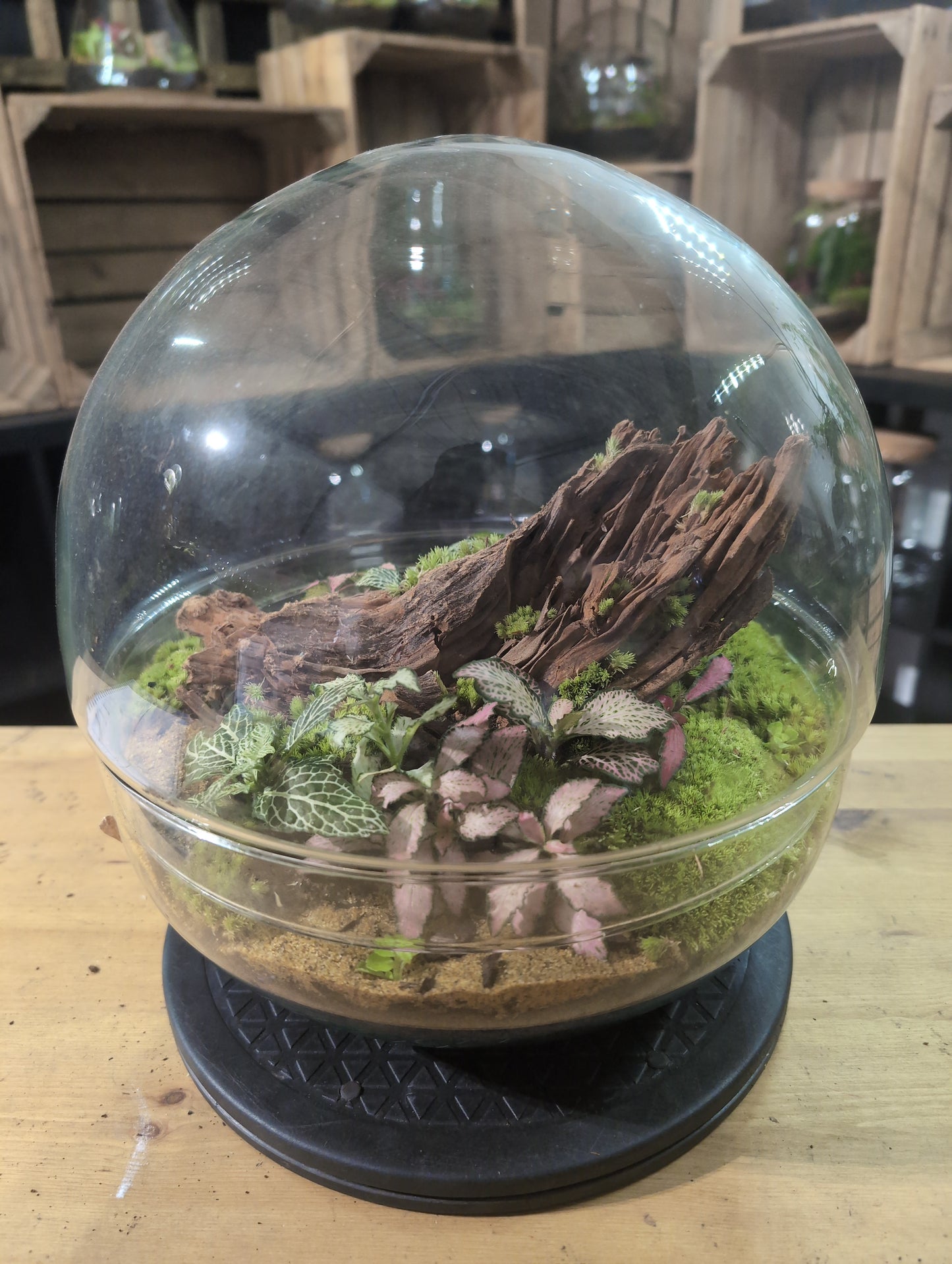 Premade Terrariums