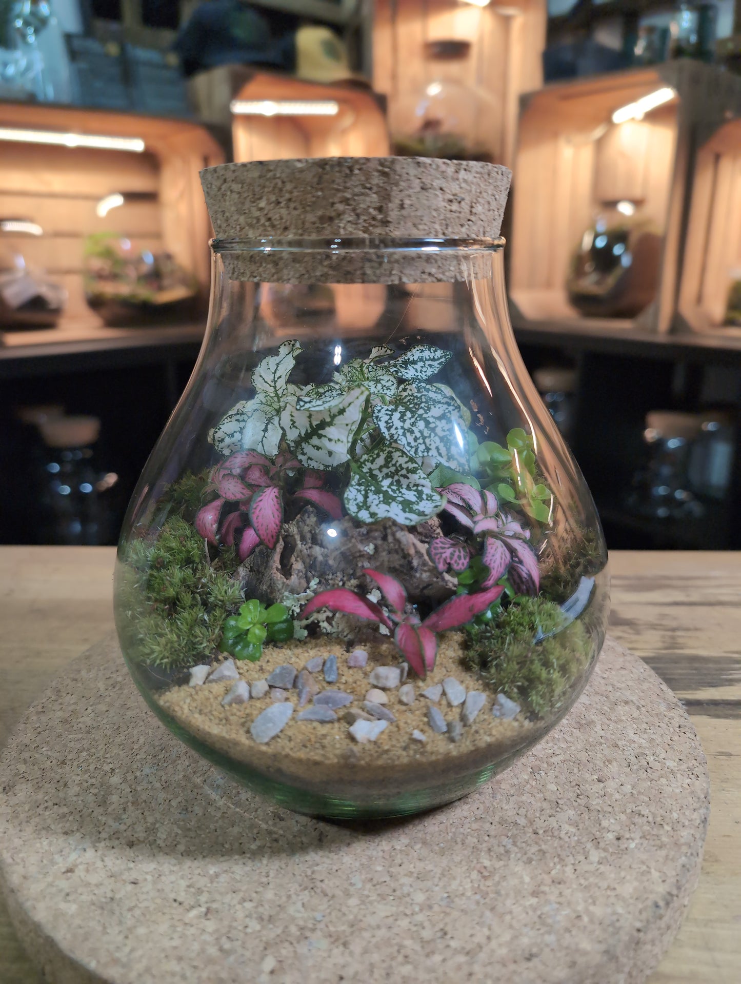 Ready-made Terrarium – Fran Jar