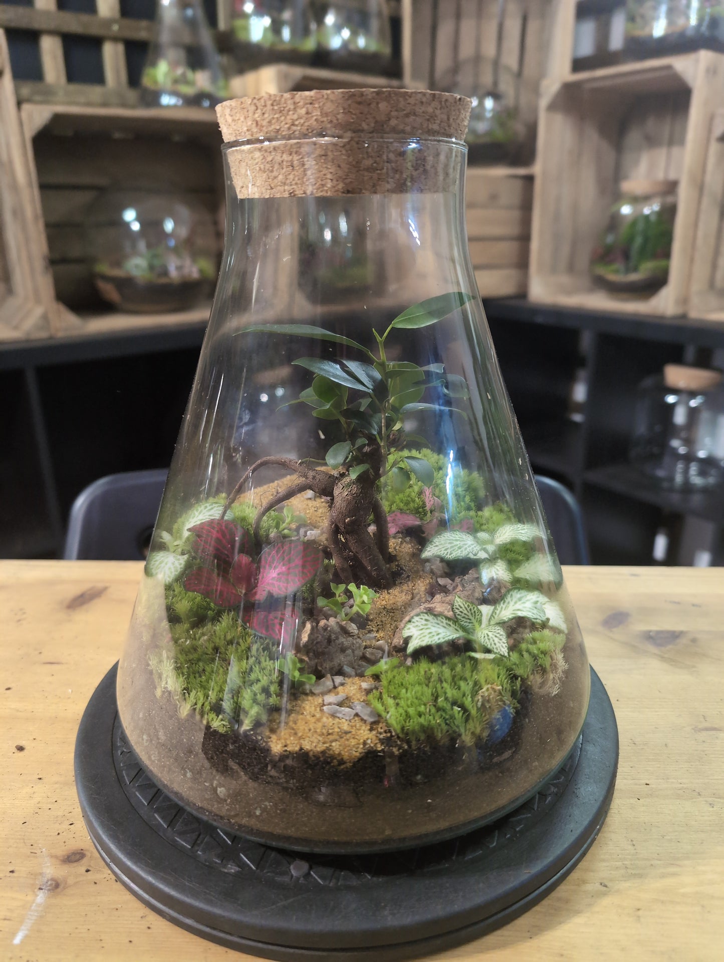 Premade Terrariums