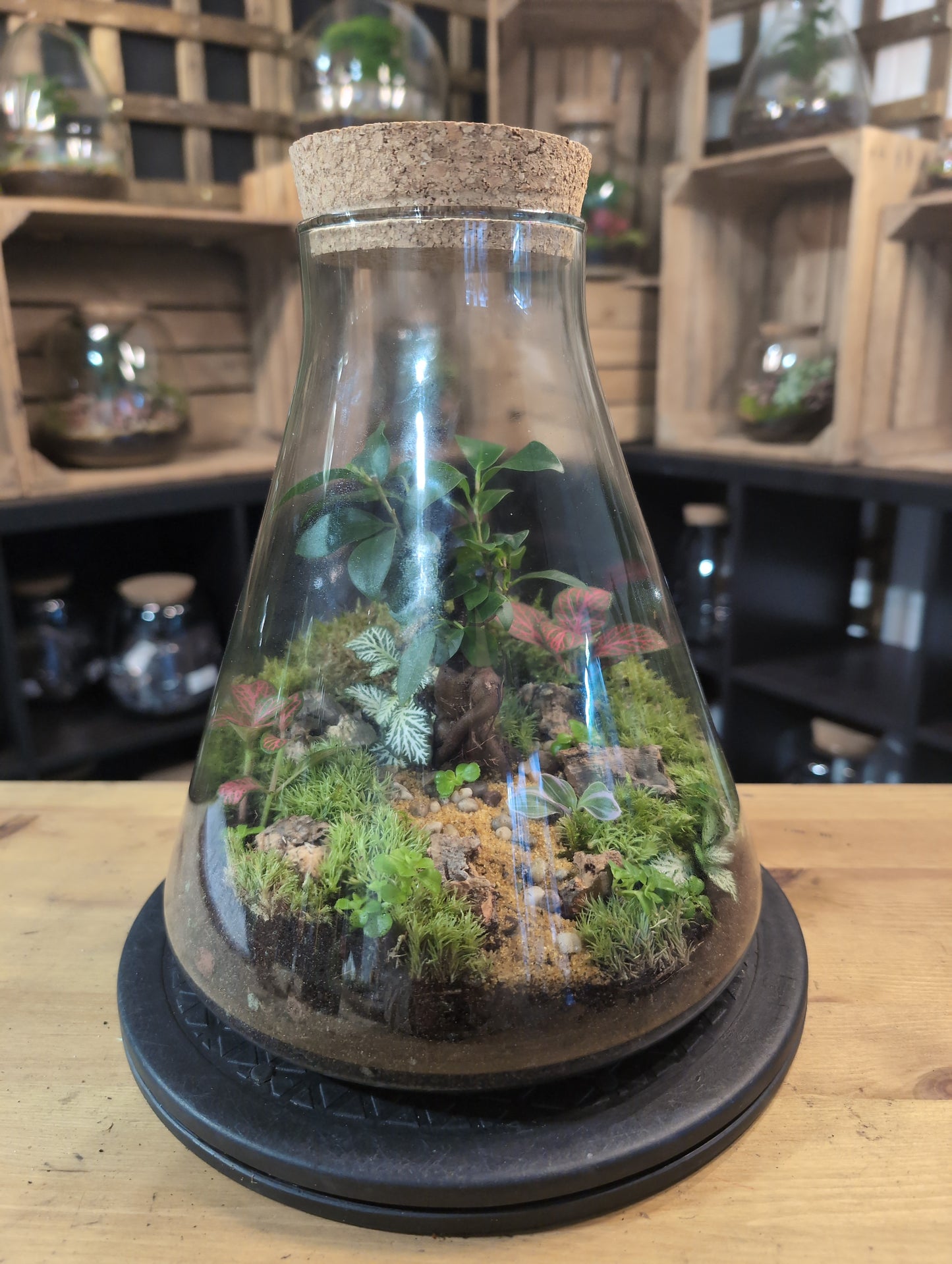 Premade Terrariums
