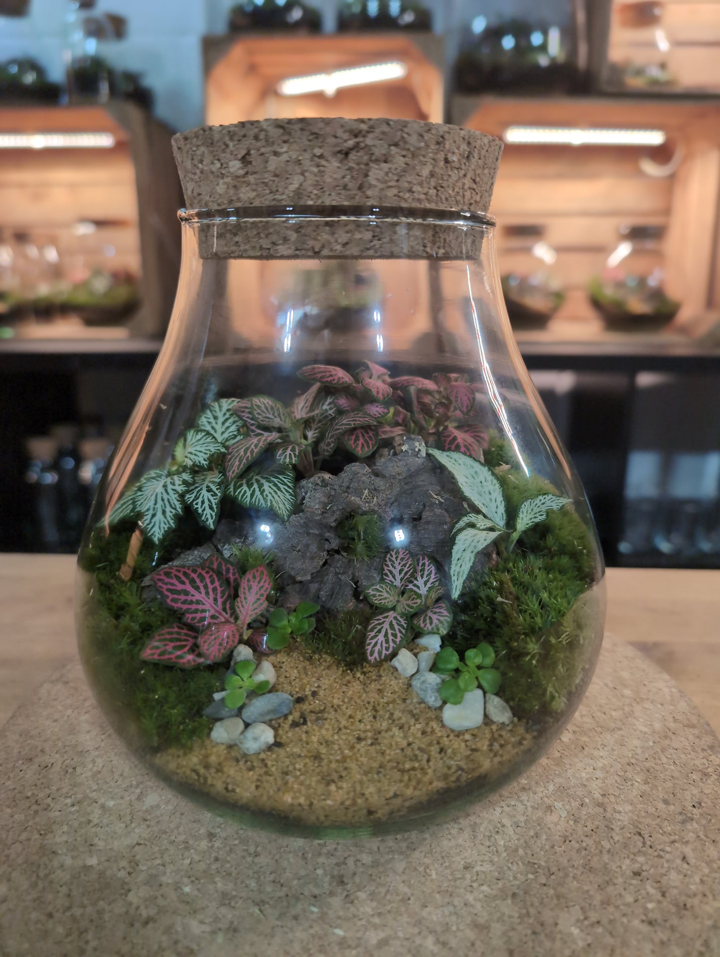 Ready-made Terrarium – Fran Jar