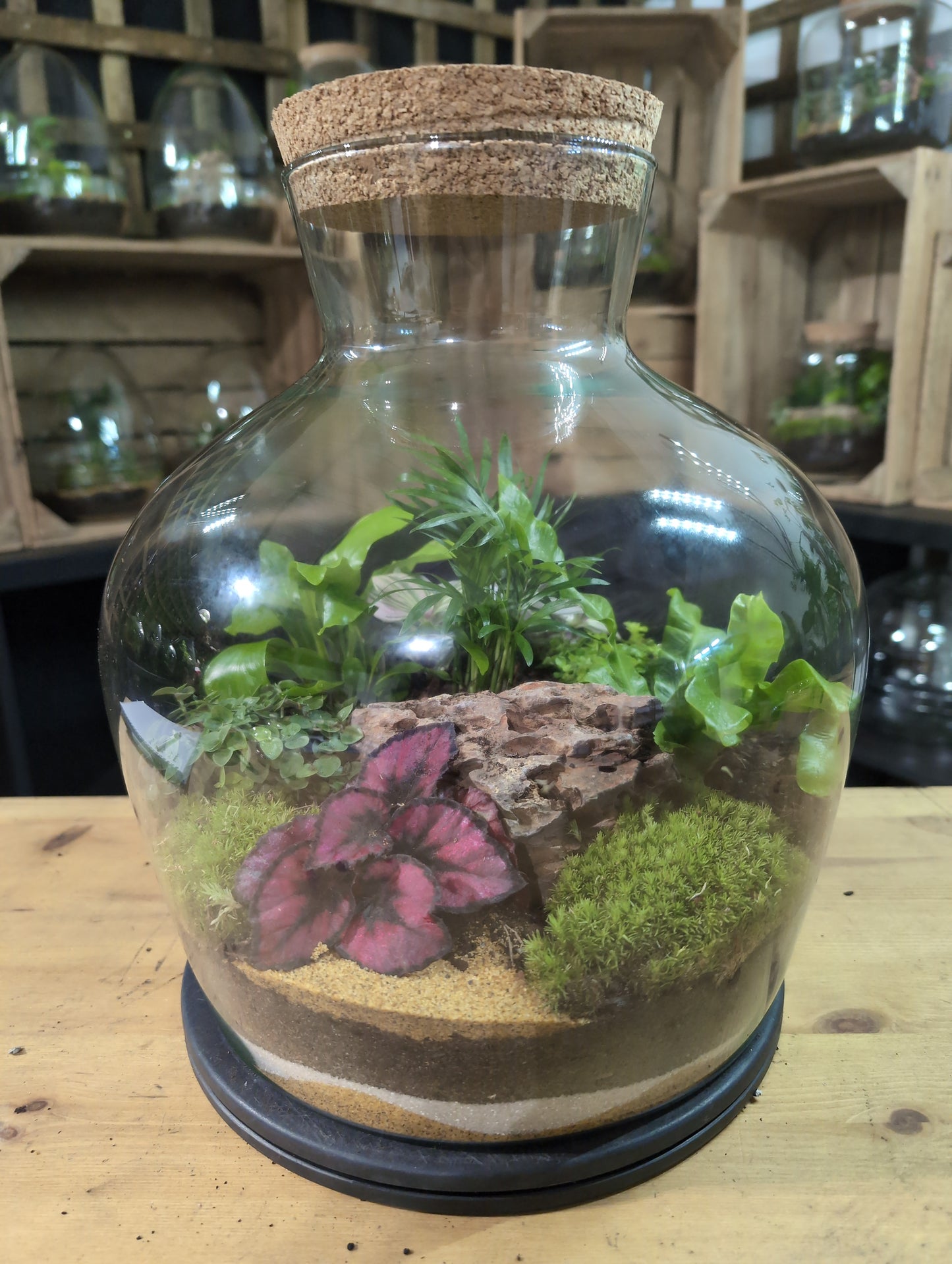 Premade Terrariums