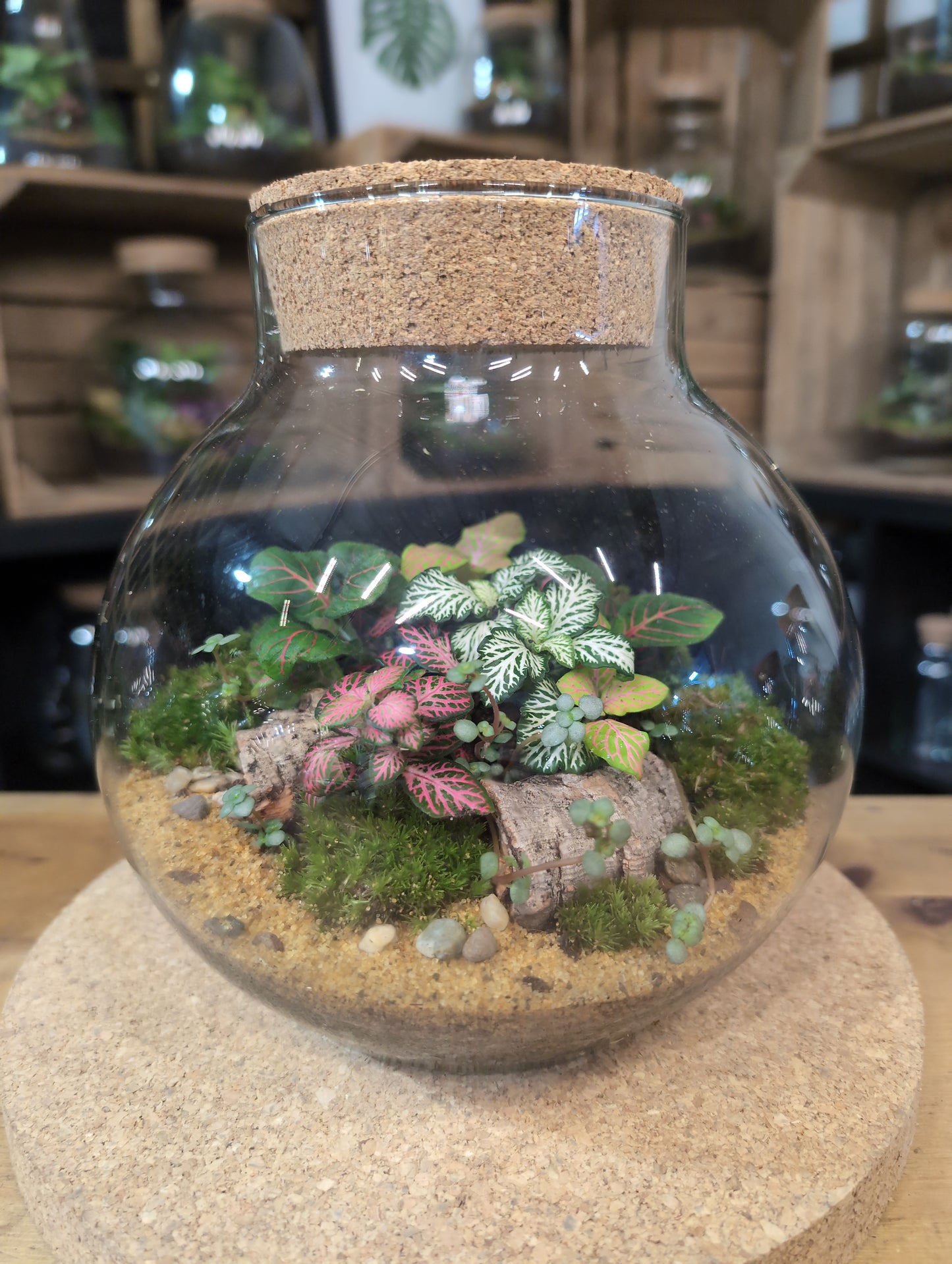 Ready-made Terrarium – George Jar