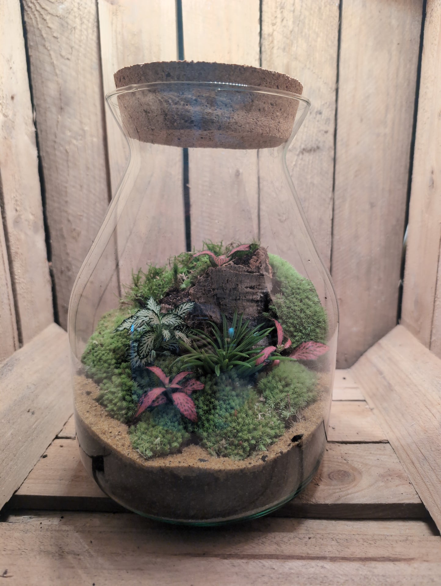Ready-made Terrarium – Jamie Jar