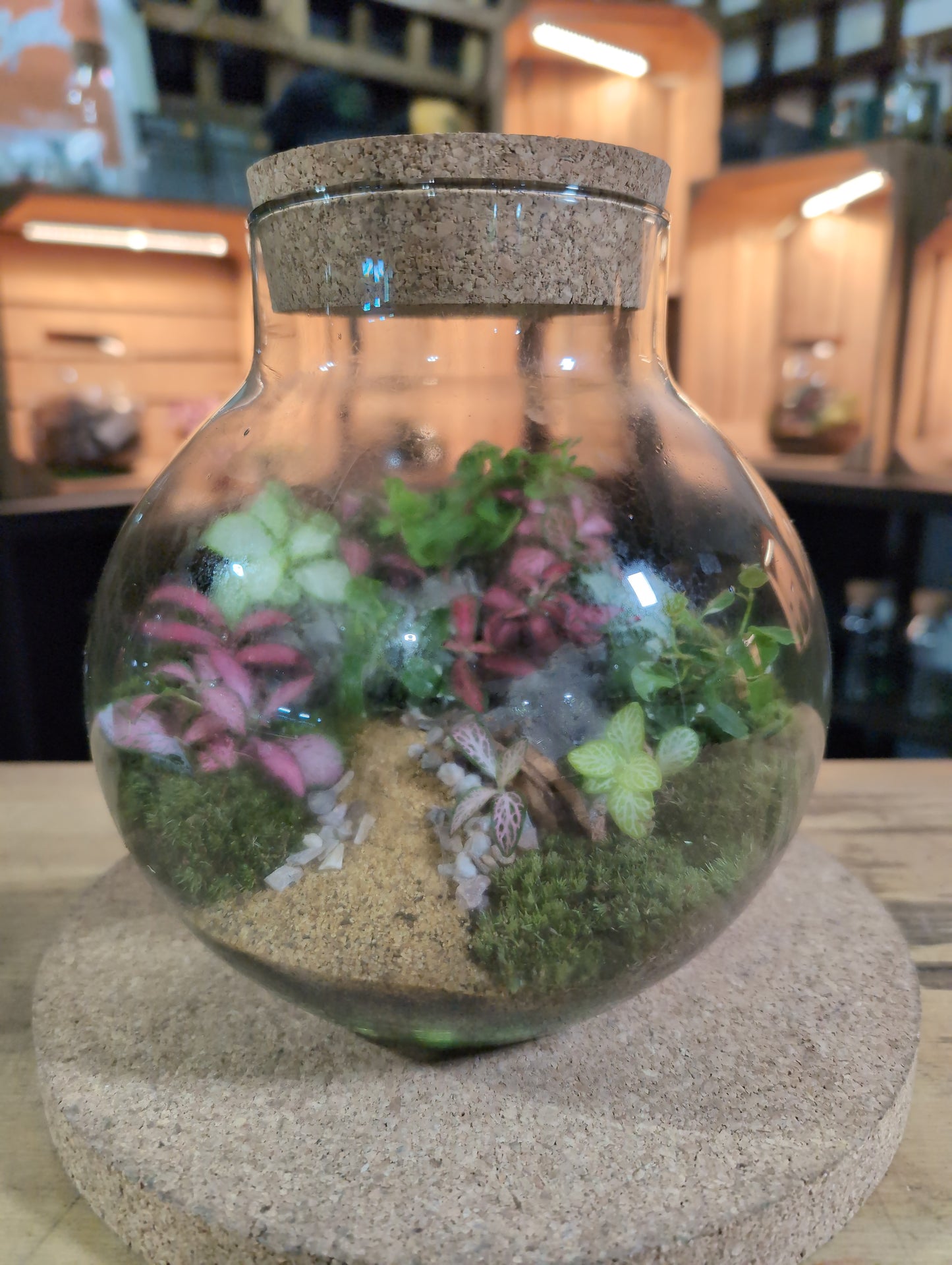 Ready-made Terrarium – George Jar
