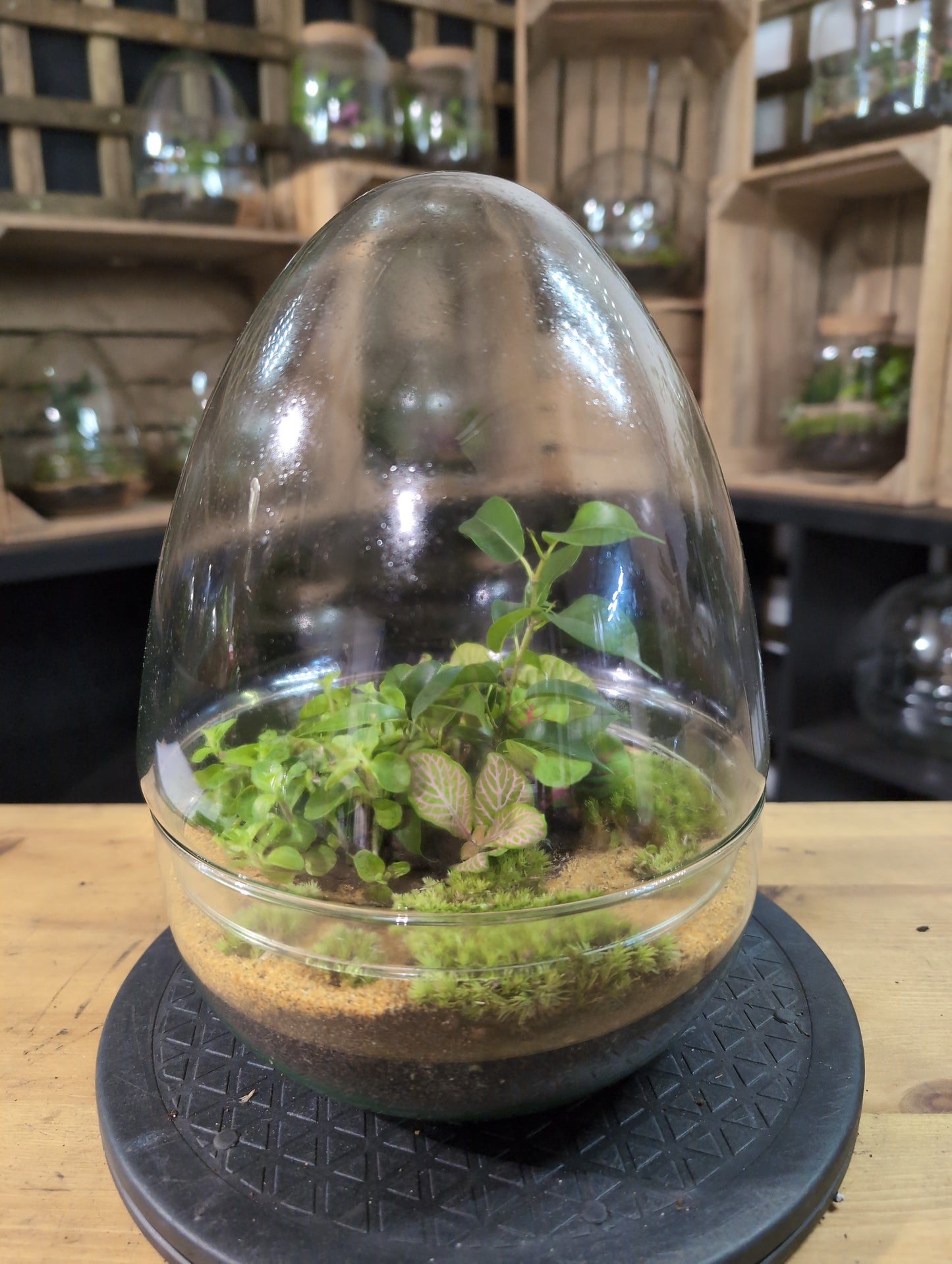 Premade Terrariums