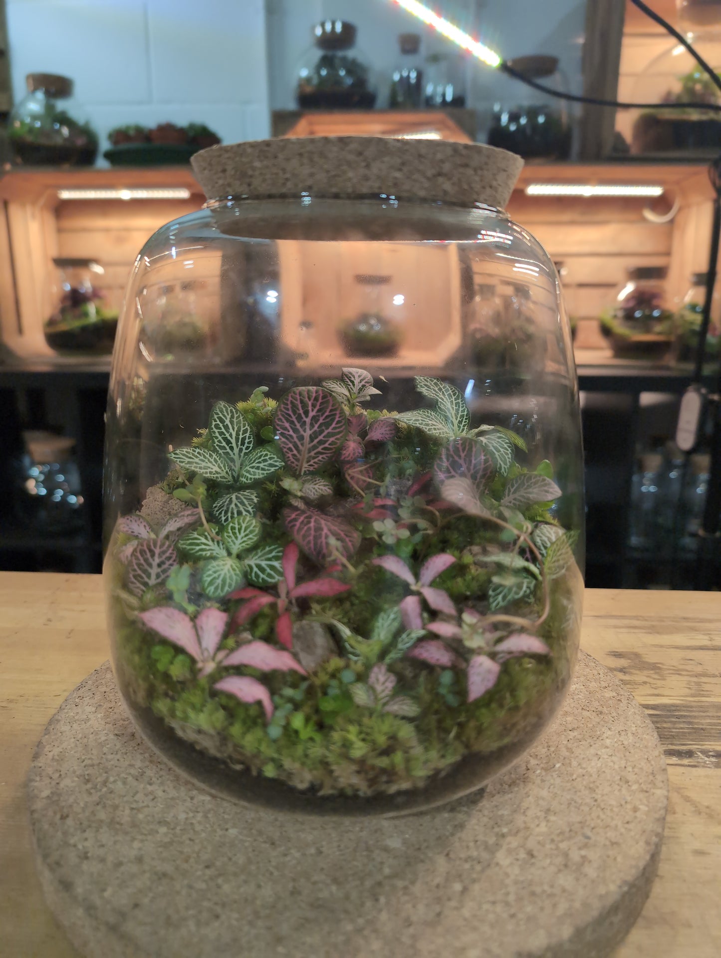 Ready-made Terrarium – Anna Jar
