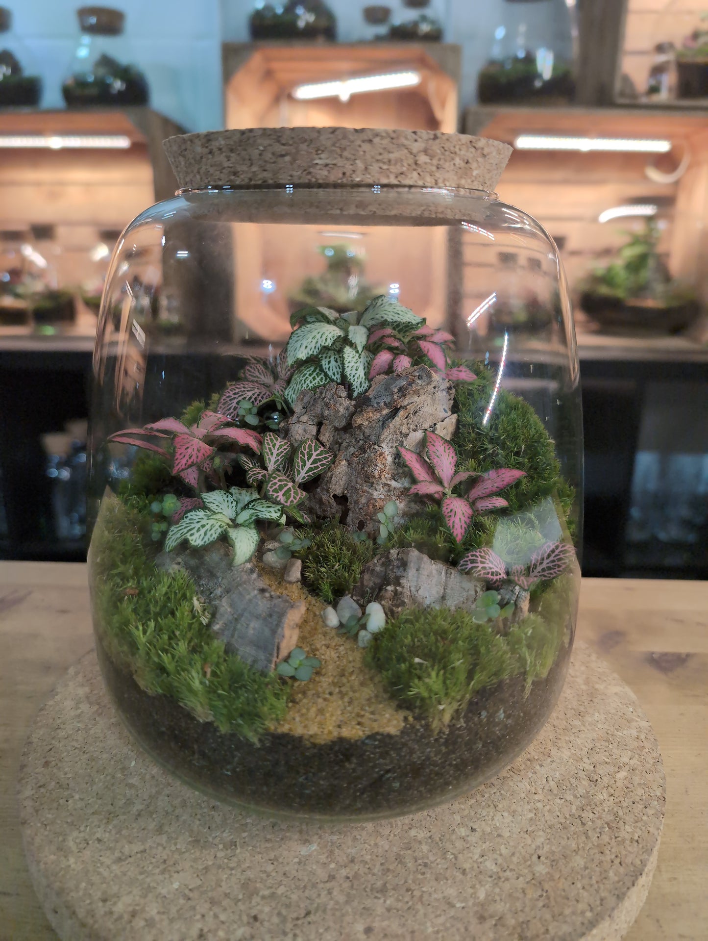 Ready-made Terrarium – Anna Jar