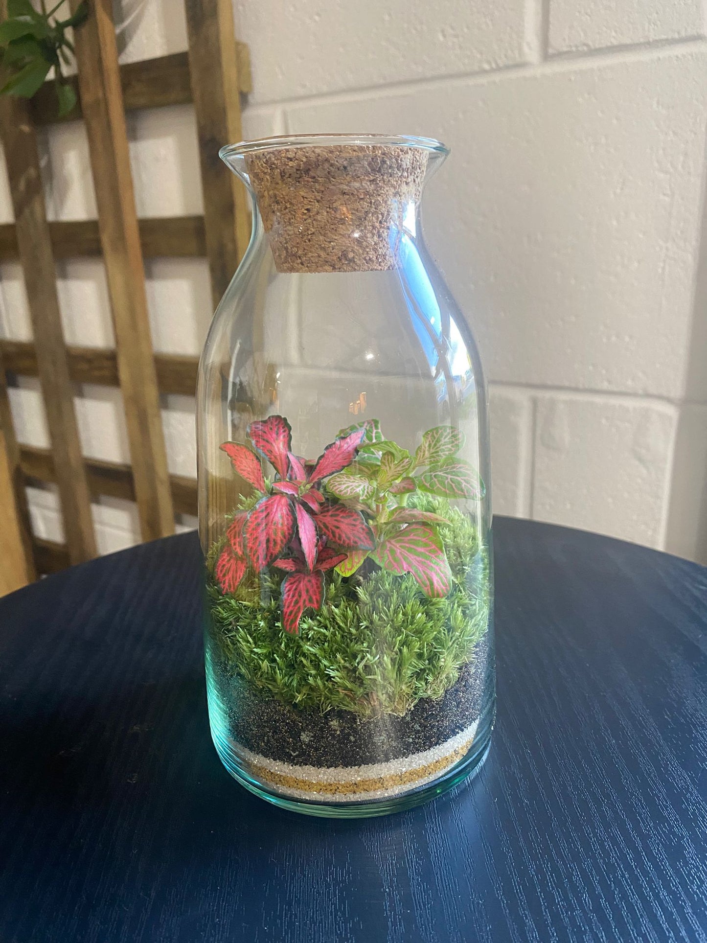 Ready-made Terrarium – Chloe Jar
