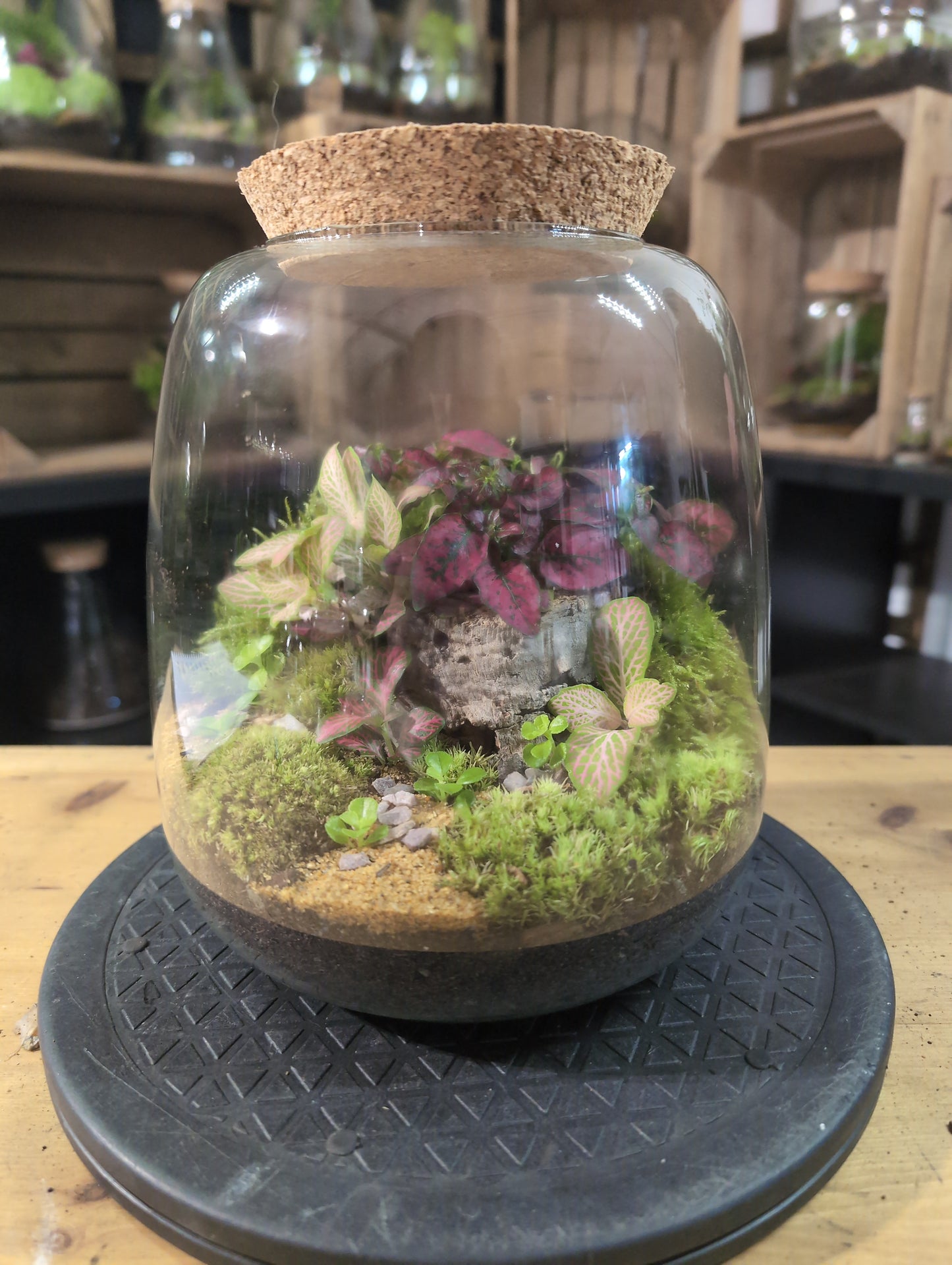 Premade Terrariums