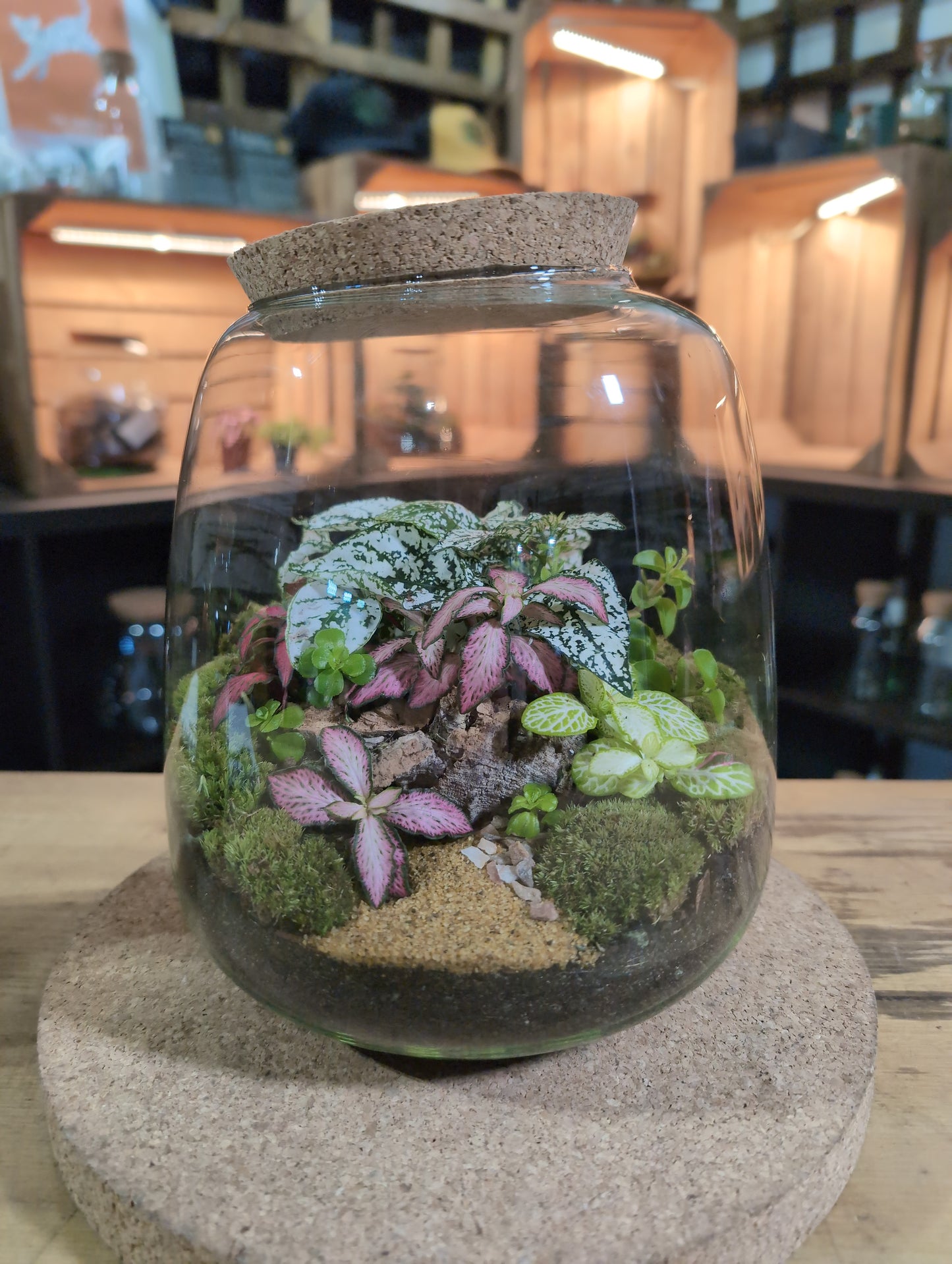 Ready-made Terrarium – Anna Jar