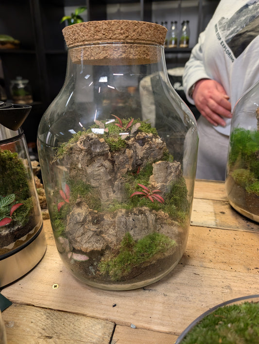 Ready-made Terrarium - 'Hazel'
