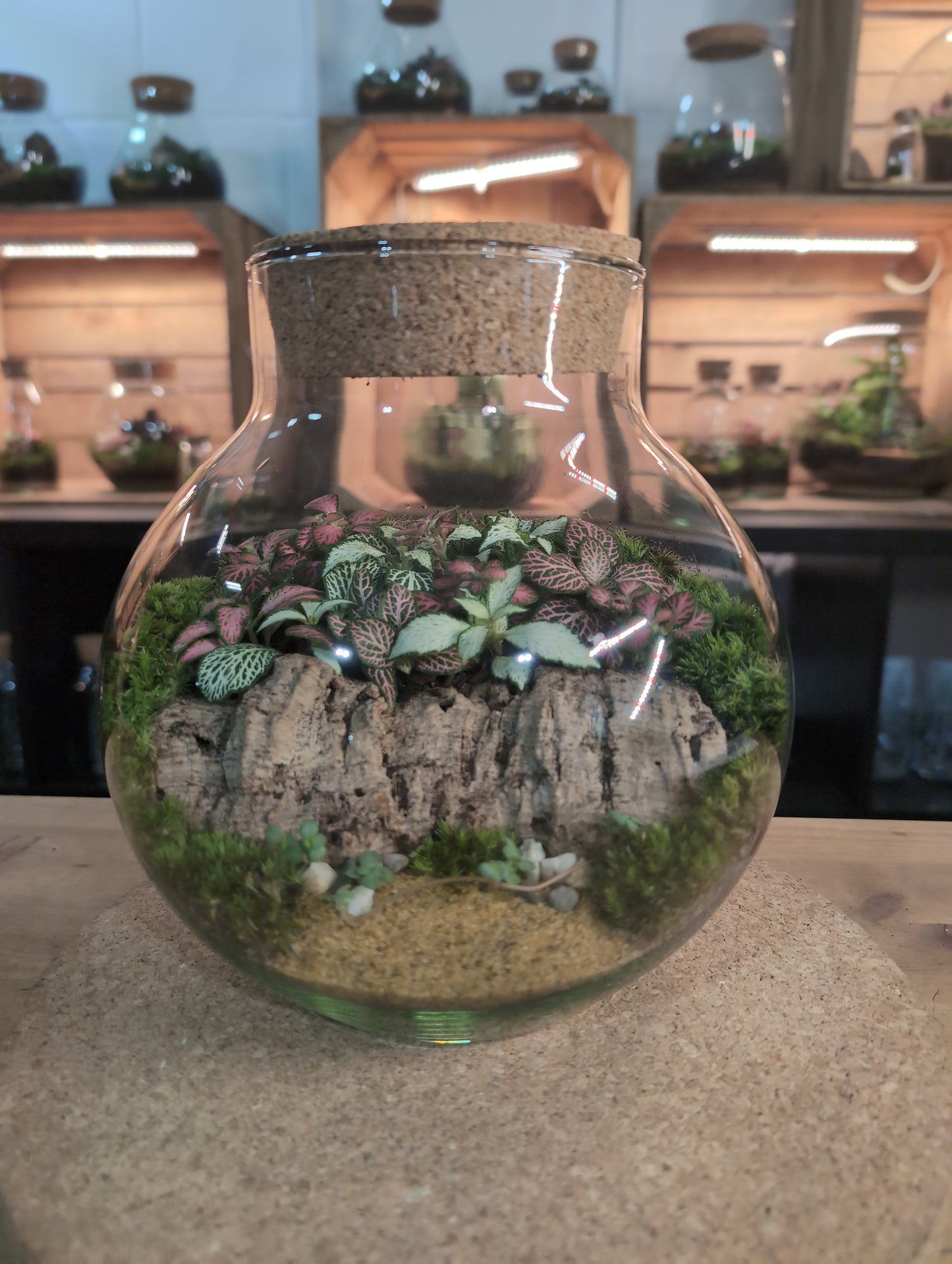 Ready-made Terrarium – George Jar