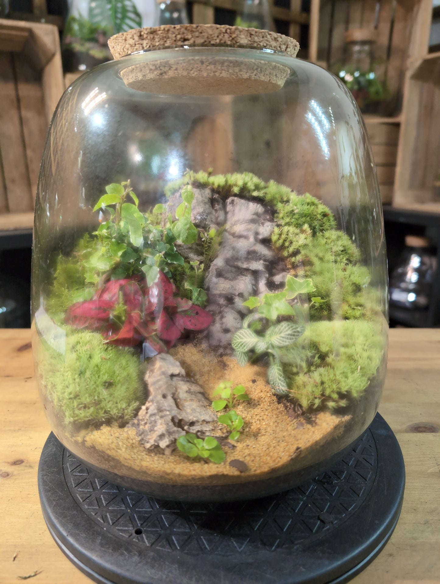 Premade Terrariums