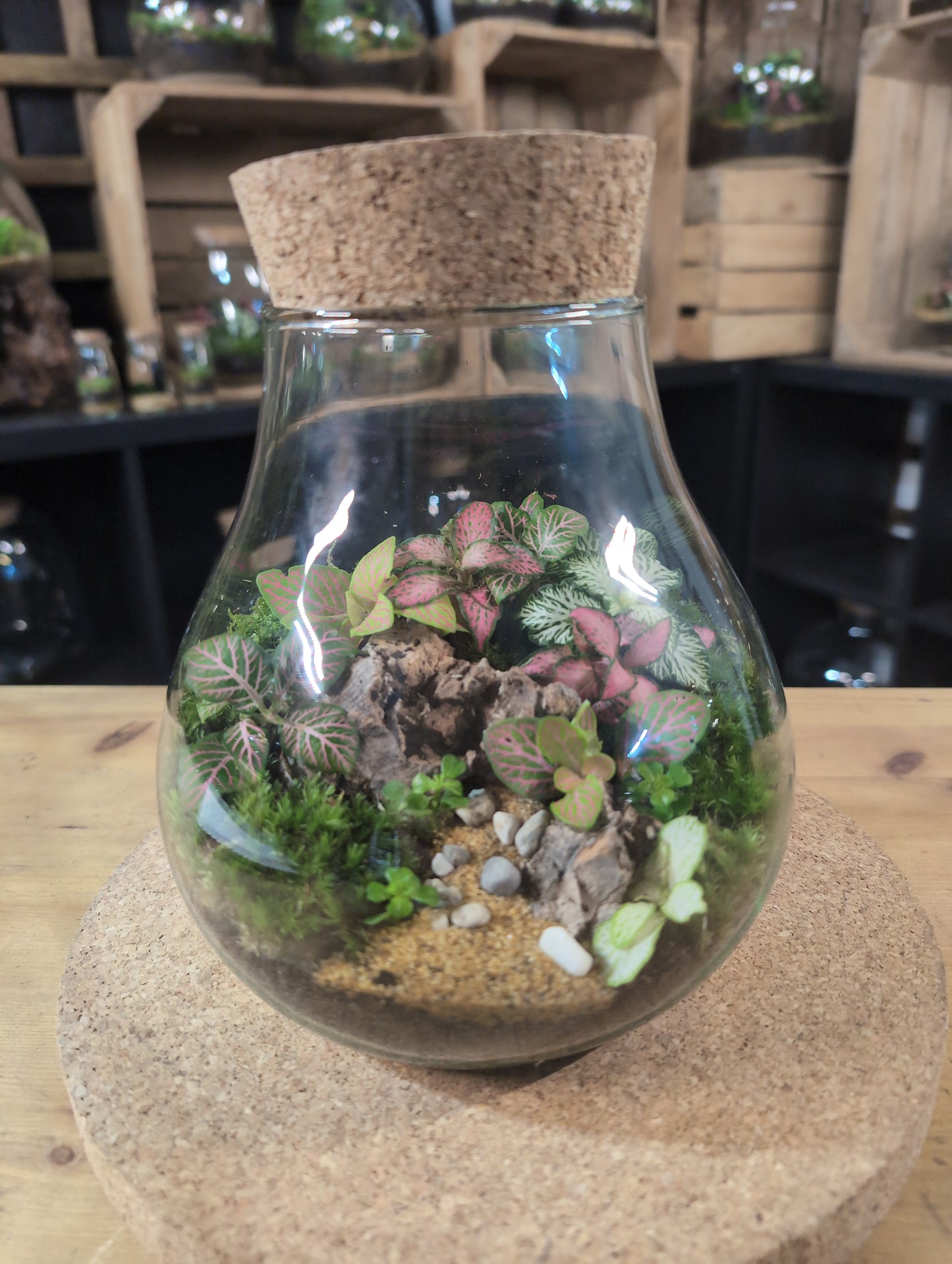 Ready-made Terrarium – Fran Jar