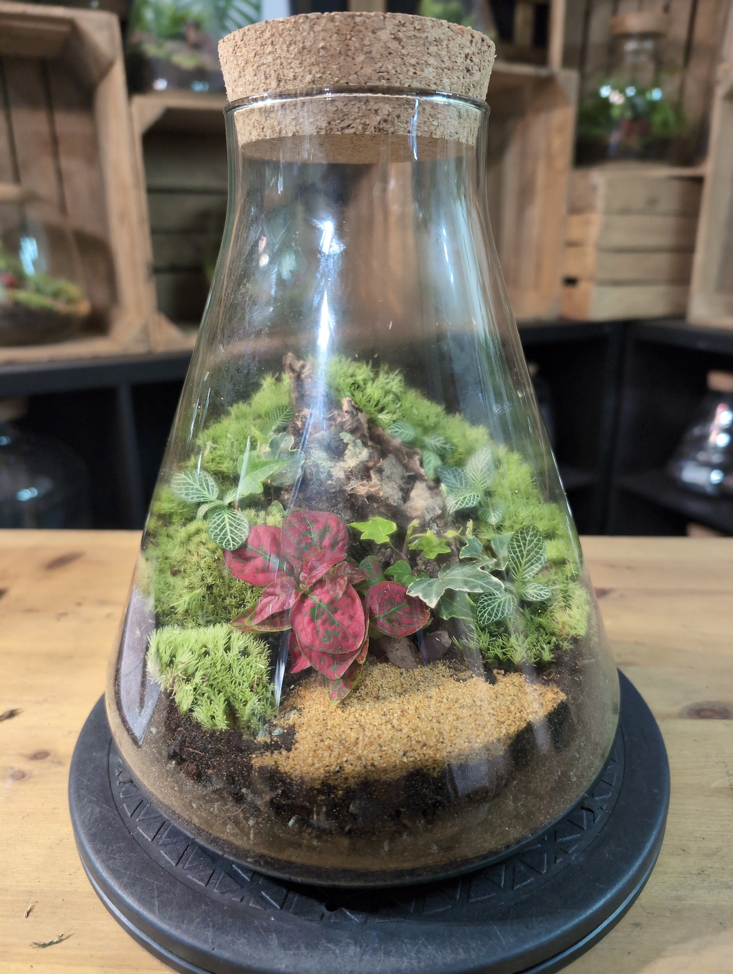 Premade Terrariums