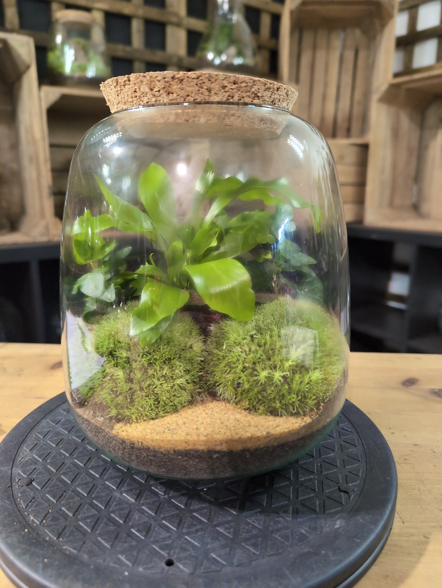 Premade Terrariums