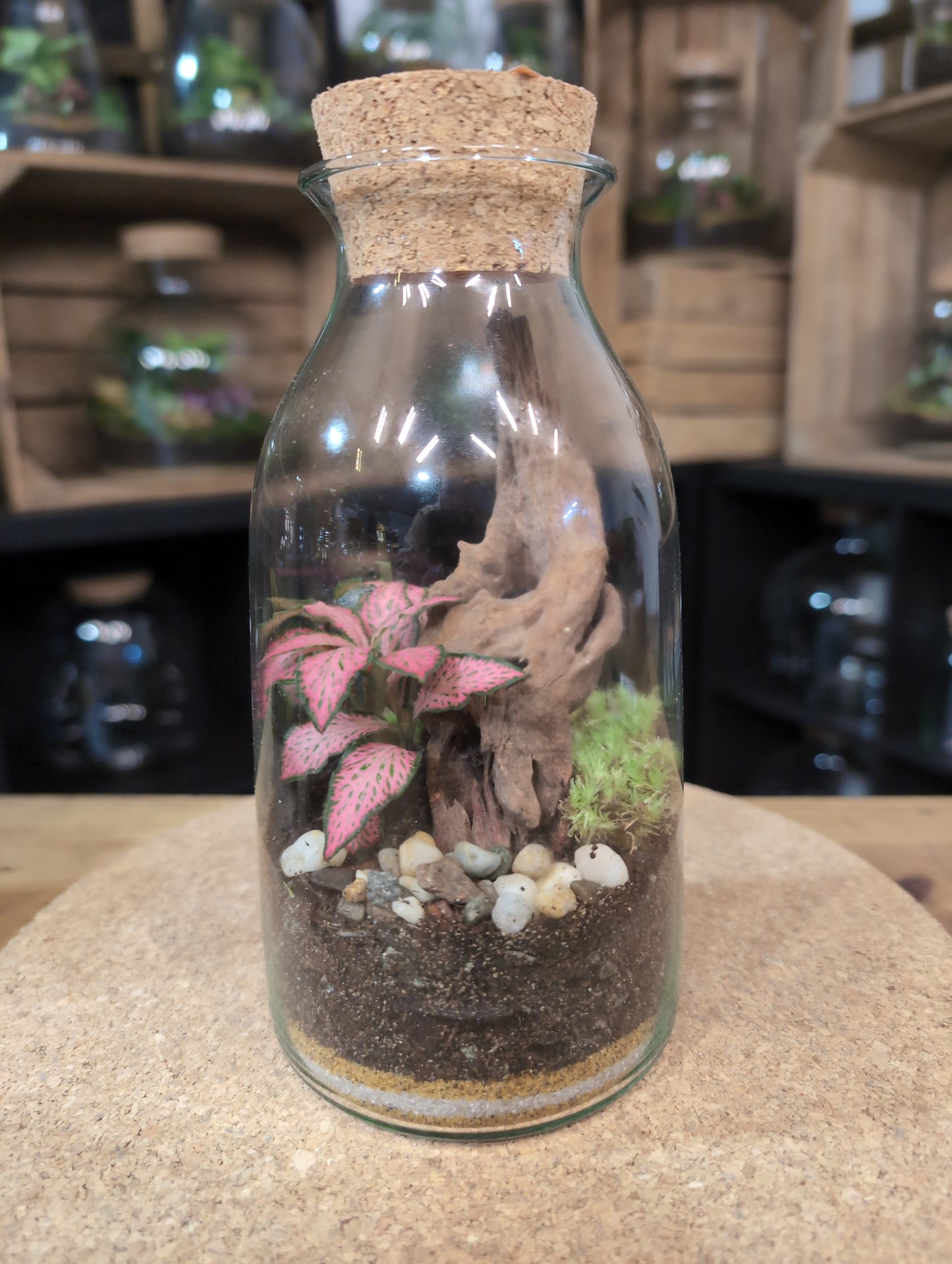Ready-made Terrarium – Chloe Jar