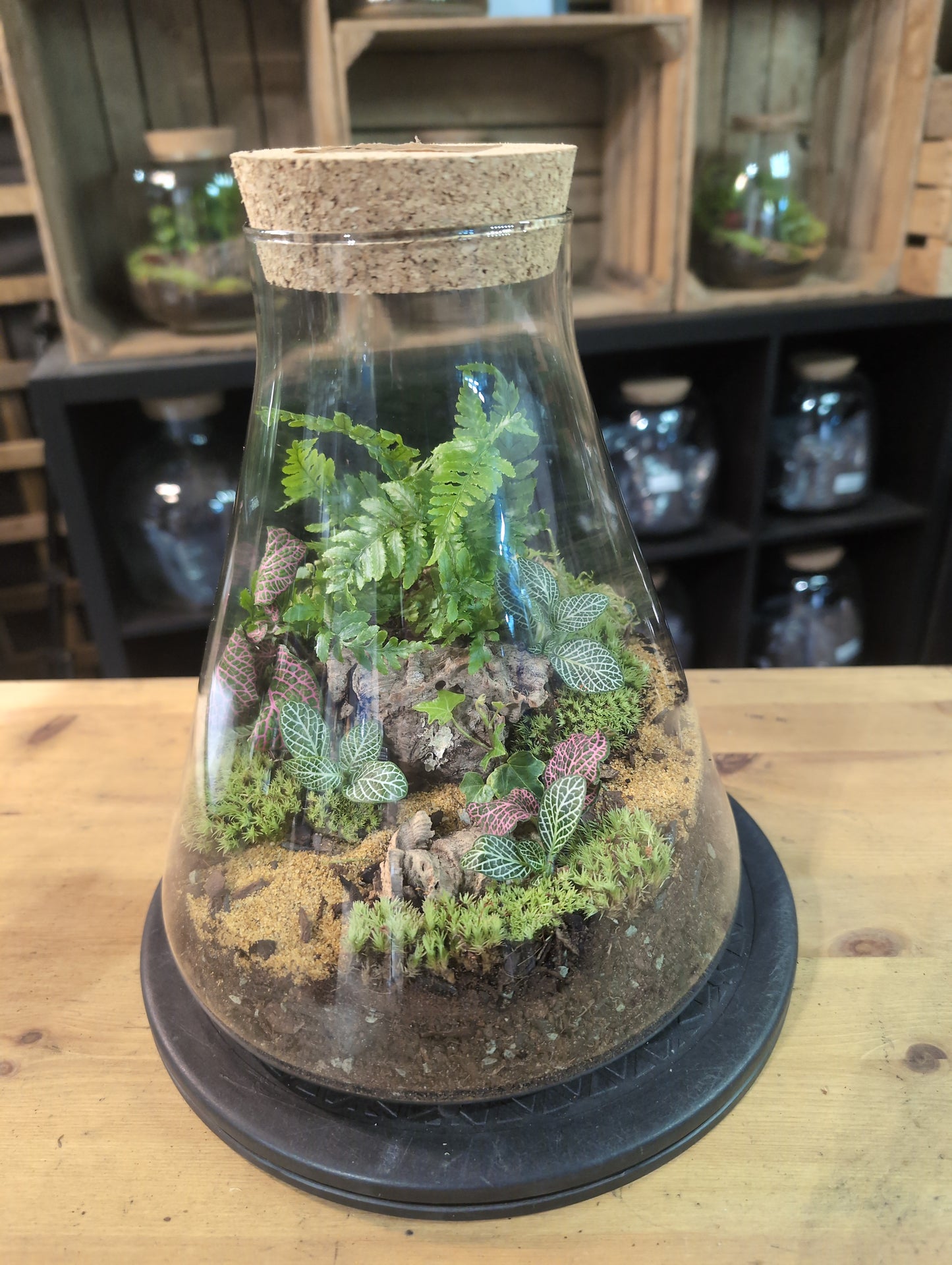 Premade Terrariums