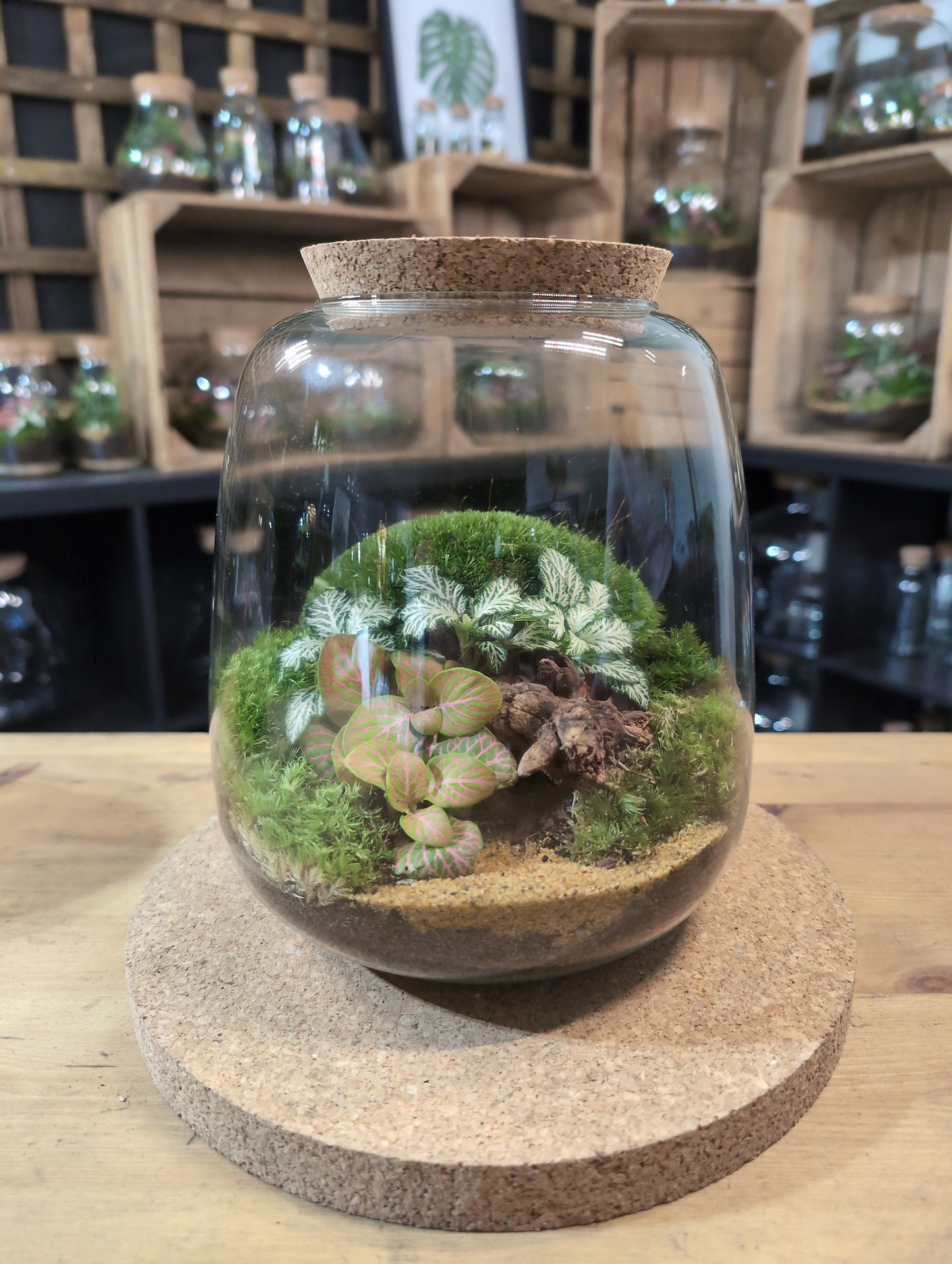 Ready-made Terrarium – Anna Jar