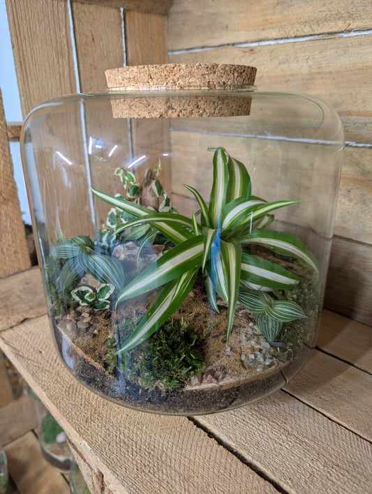 Ready-made Terrarium - 'Meg'