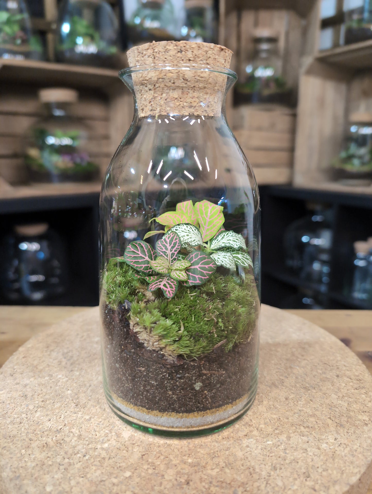Ready-made Terrarium – Chloe Jar