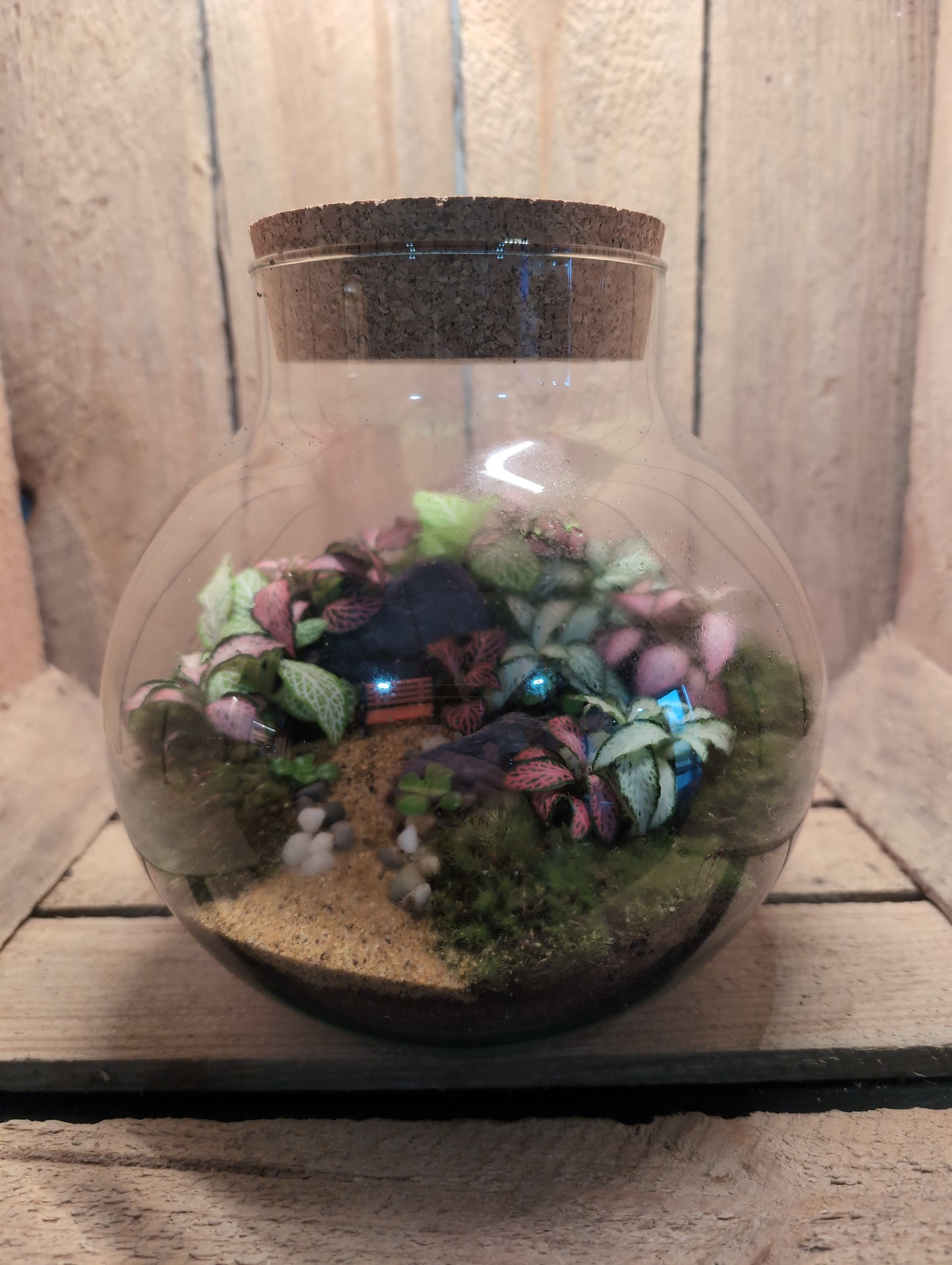 Ready-made Terrarium – George Jar