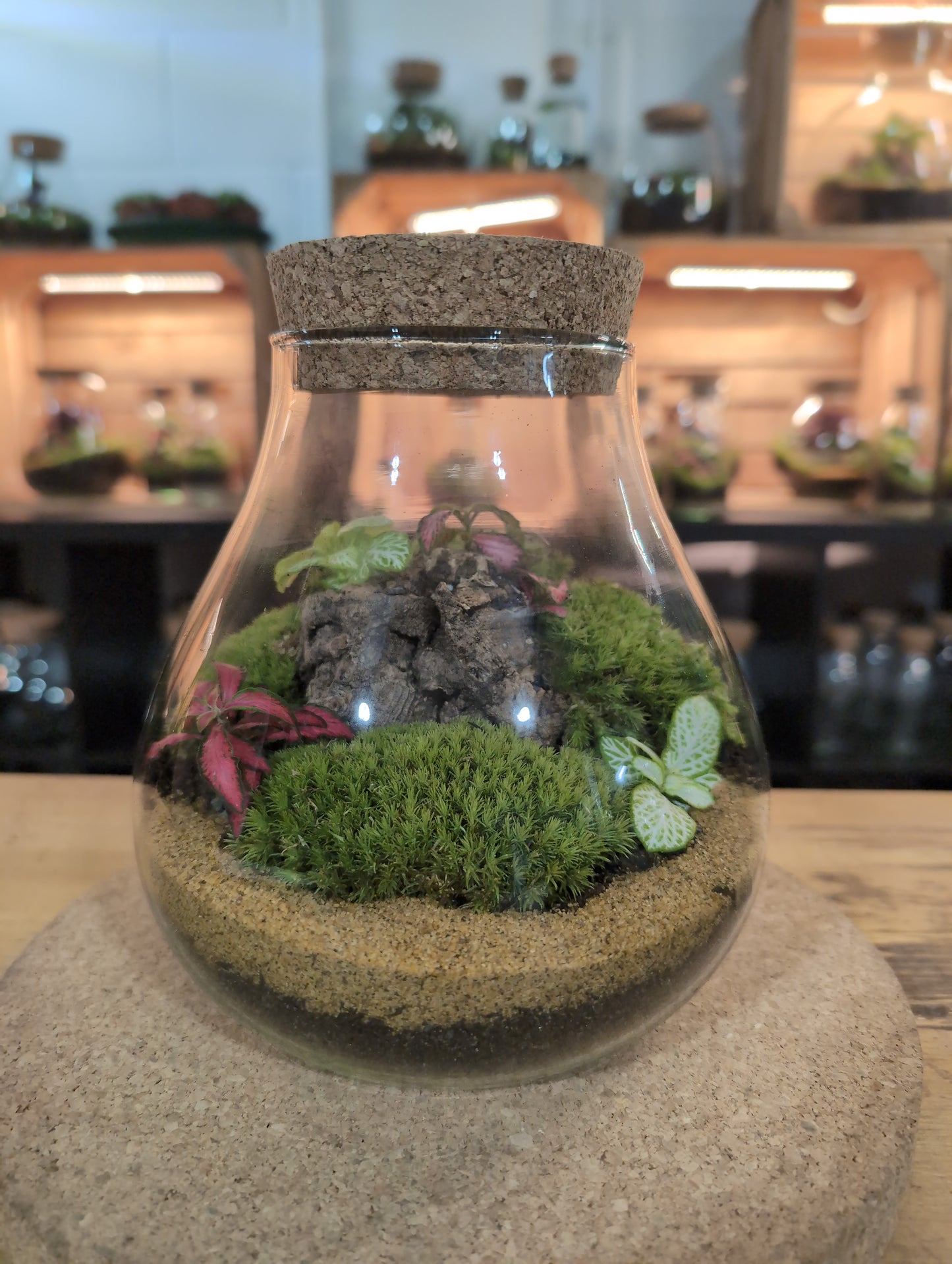 Ready-made Terrarium – Fran Jar