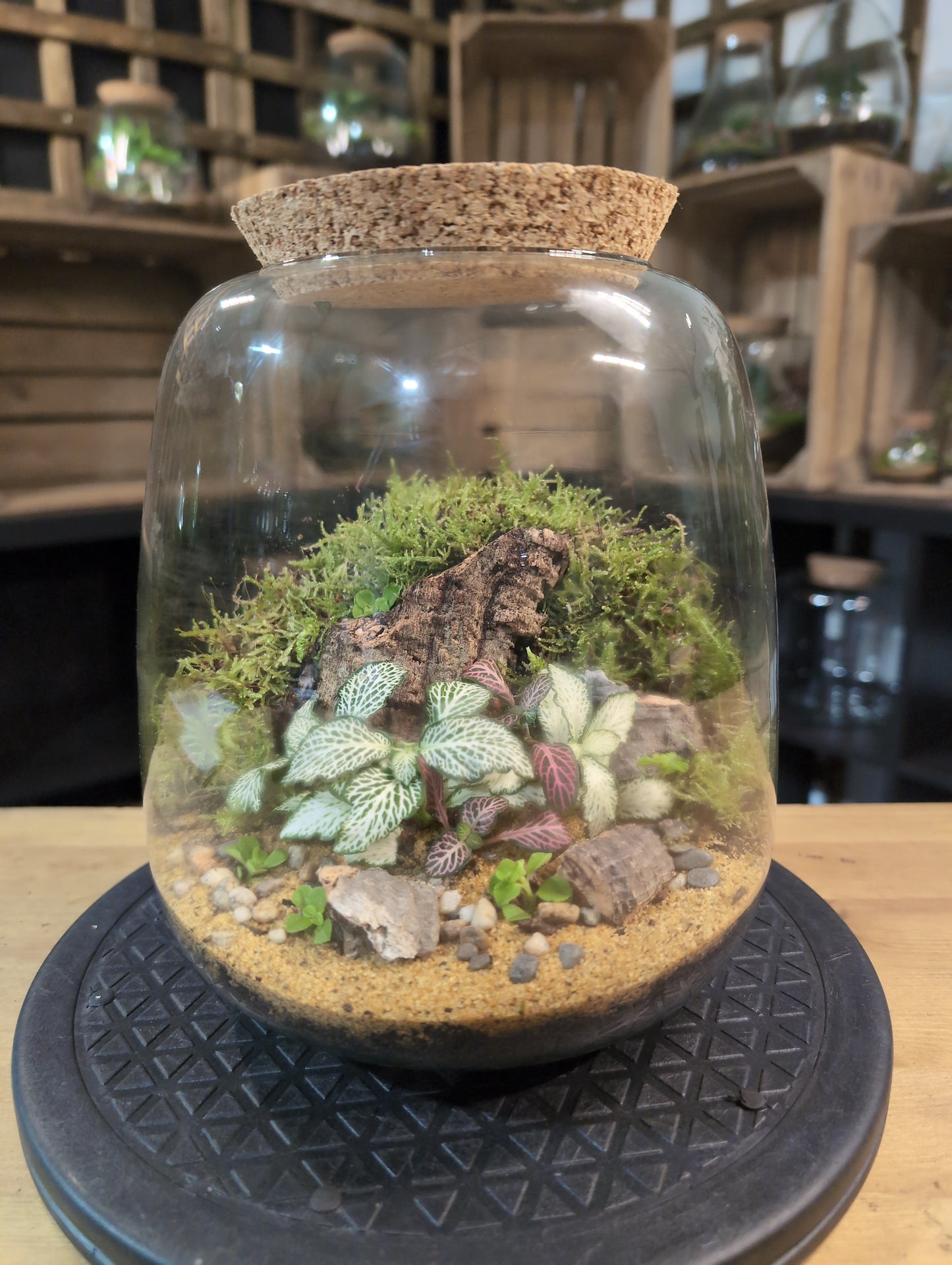 Premade Terrariums