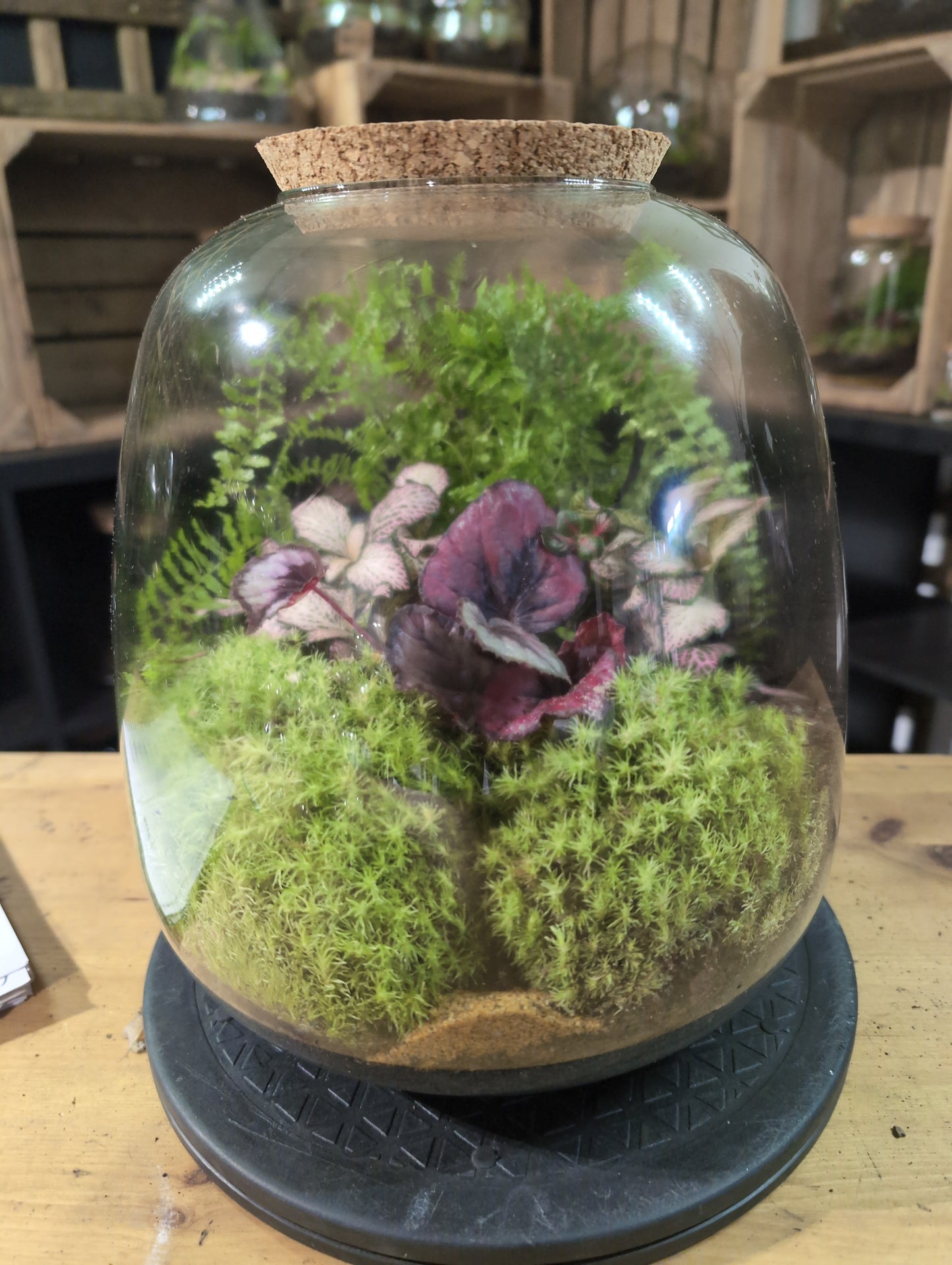 Premade Terrariums
