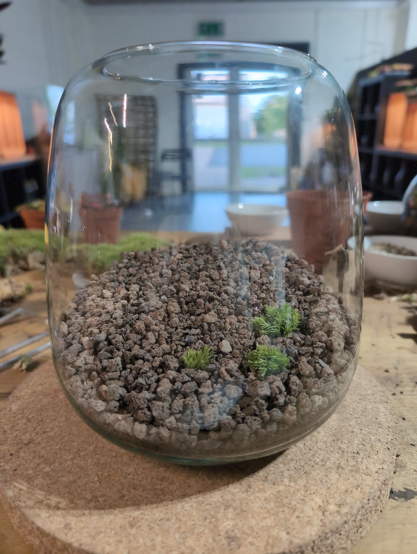 Ready-made Terrarium – Anna Jar