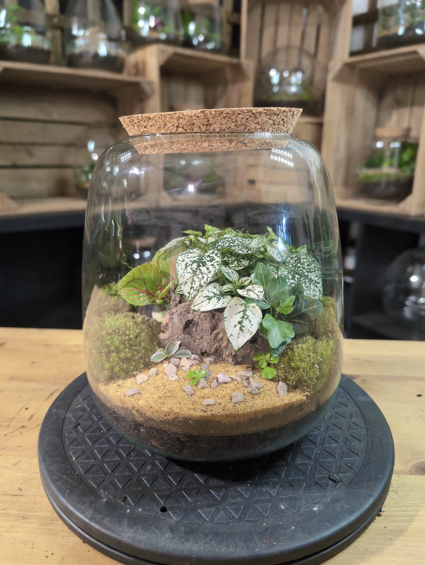 Premade Terrariums