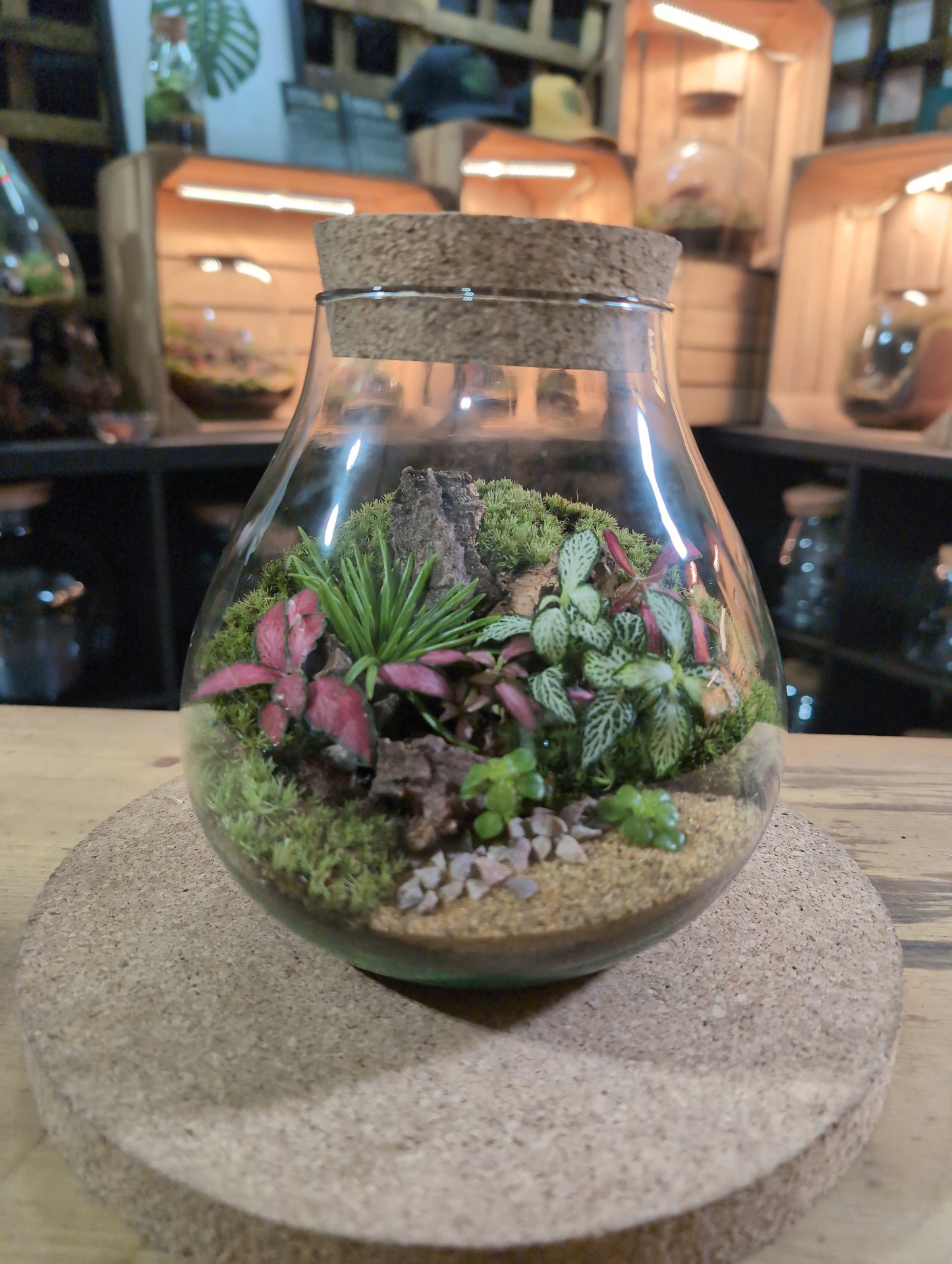 Ready-made Terrarium – Fran Jar