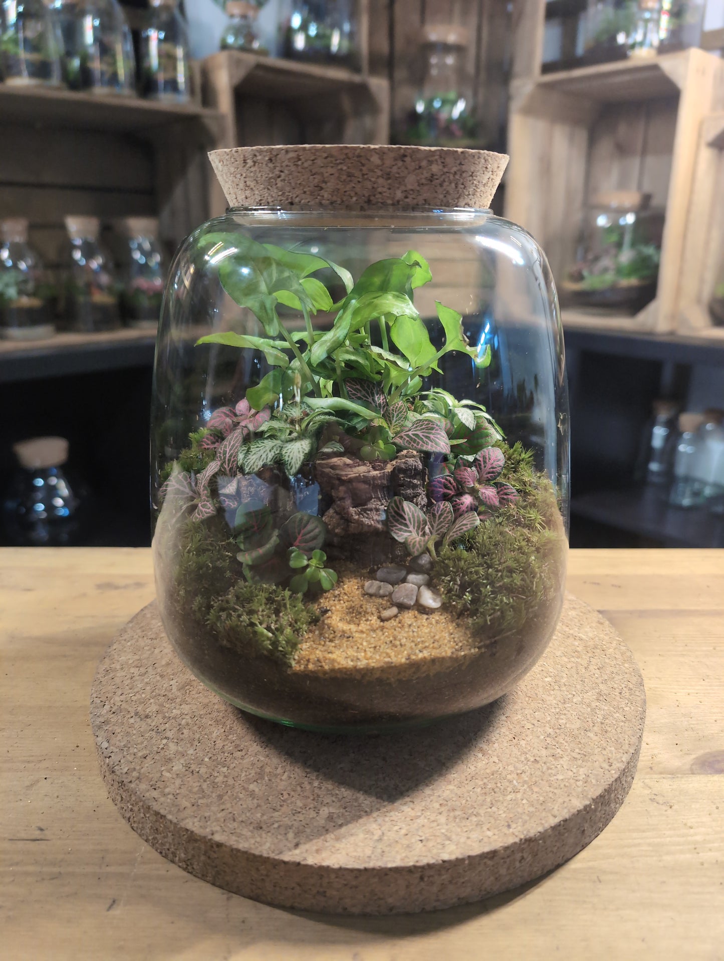 Ready-made Terrarium – Anna Jar