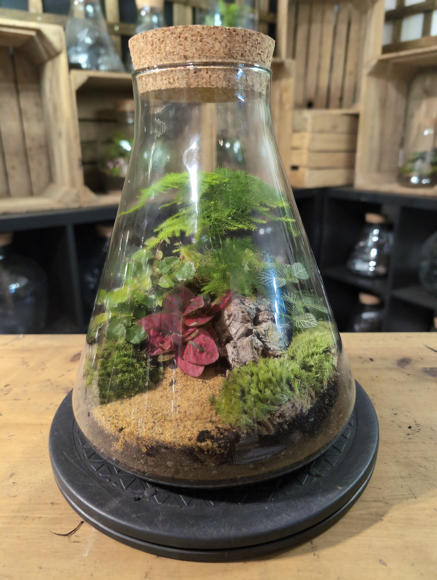 Premade Terrariums