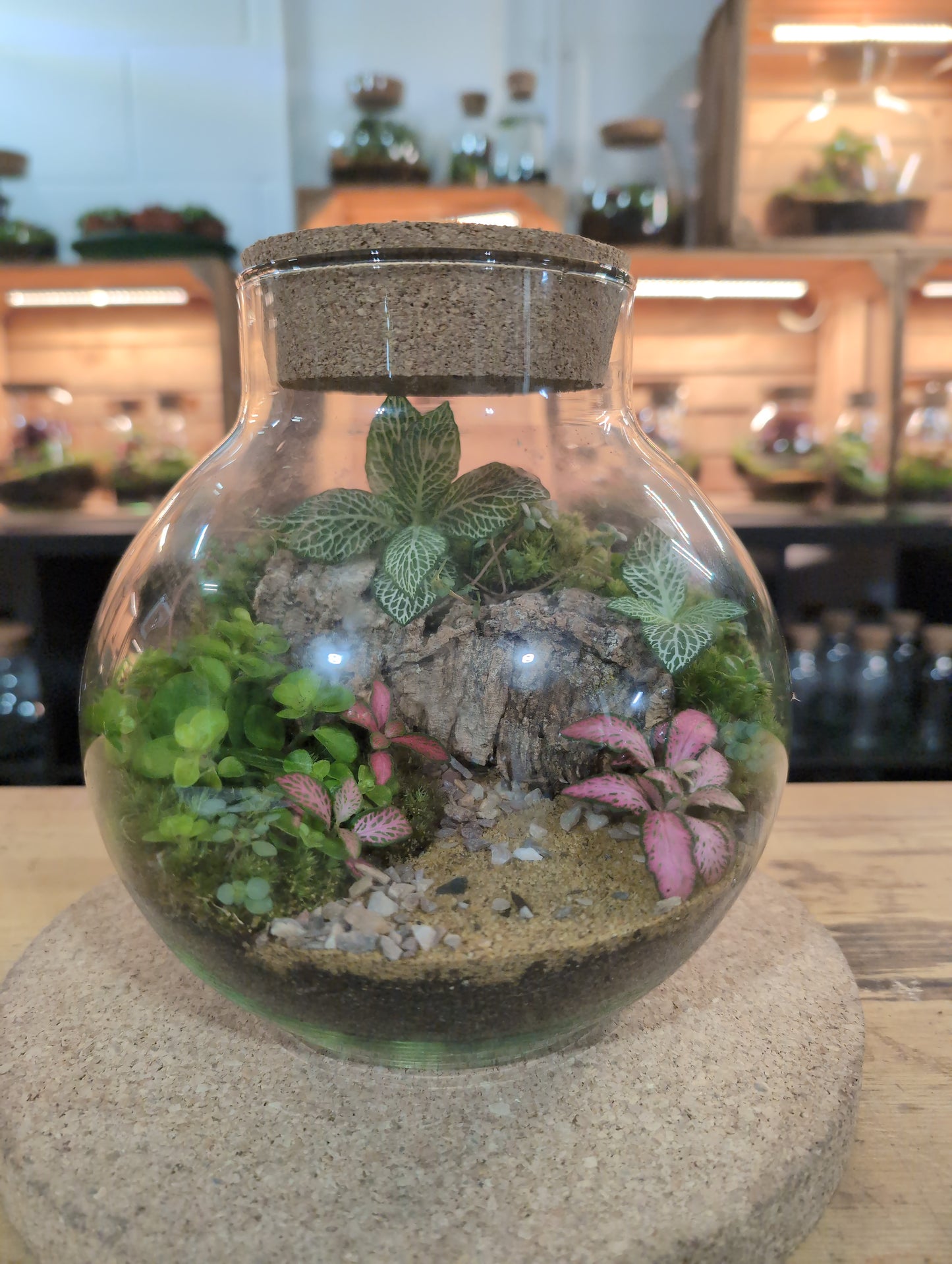 Ready-made Terrarium – George Jar