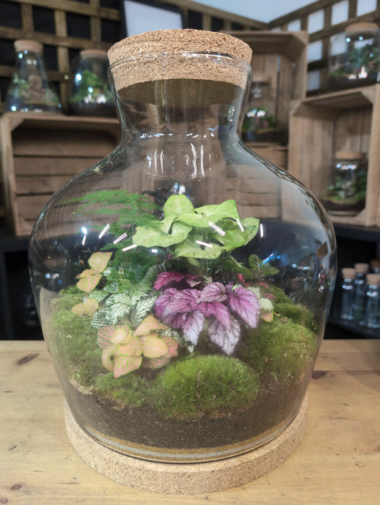 Ready-made Terrarium – Matthew Jar