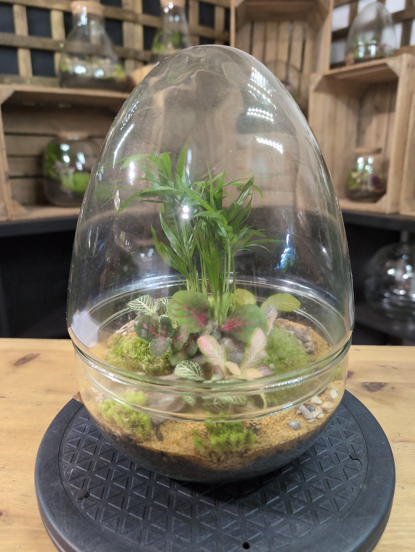 Premade Terrariums
