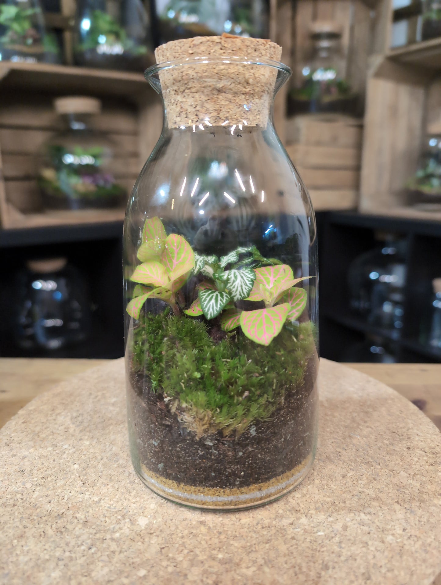 Ready-made Terrarium – Chloe Jar