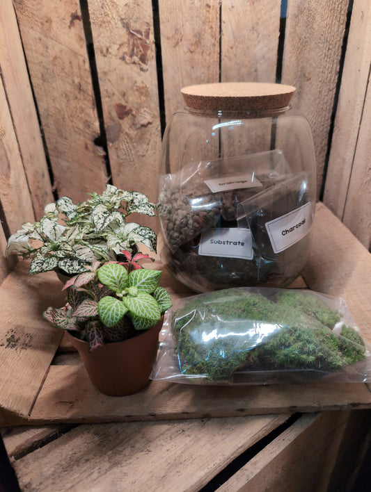 DIY Terrarium Kit - 'Anna'