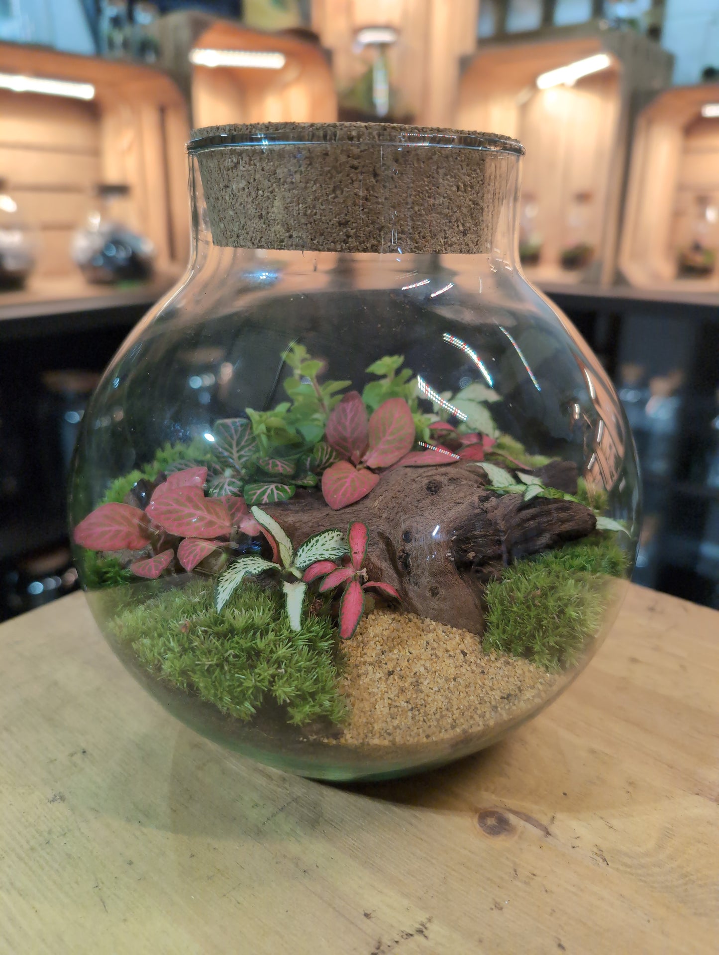 Ready-made Terrarium – George Jar