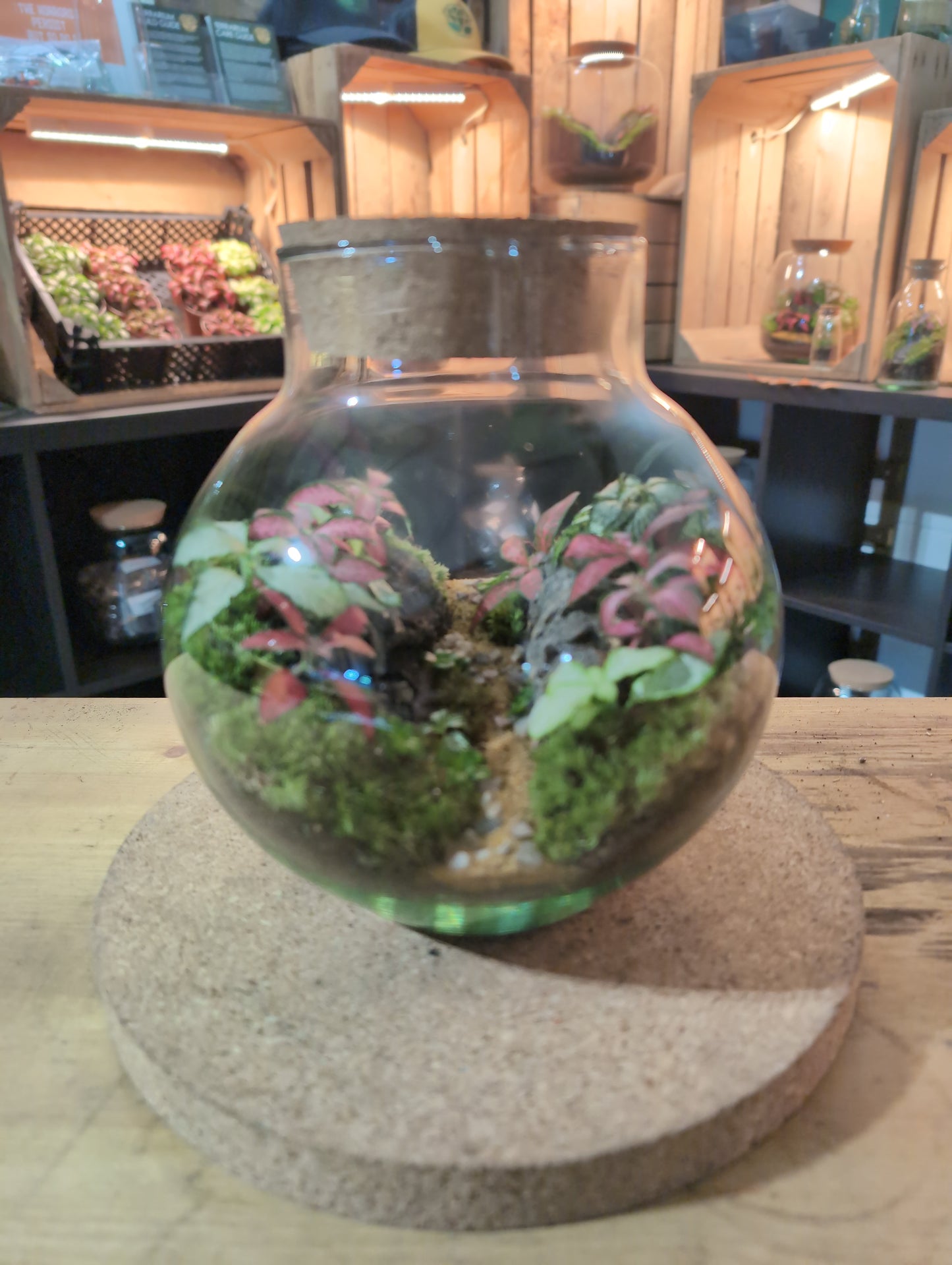 Ready-made Terrarium – George Jar