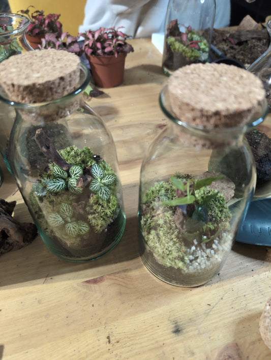 Ready-made Terrarium - 'Athina'