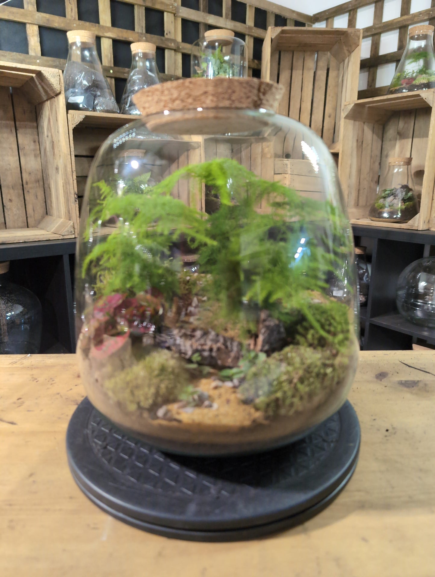 Premade Terrariums