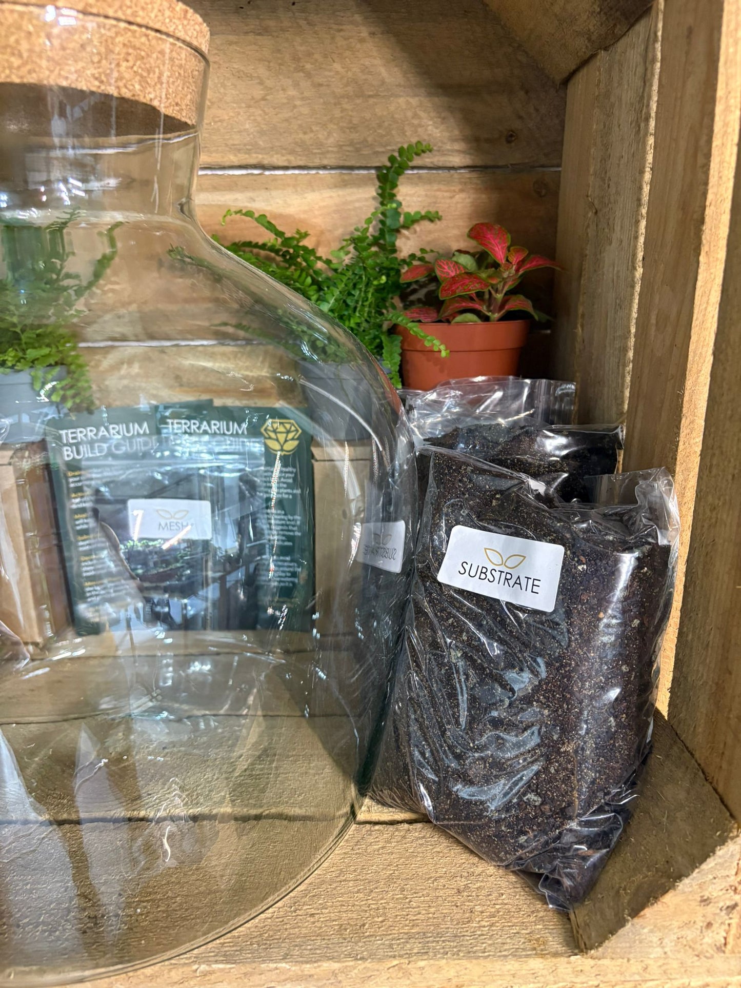 DIY Terrarium Kit - 'Matthew'