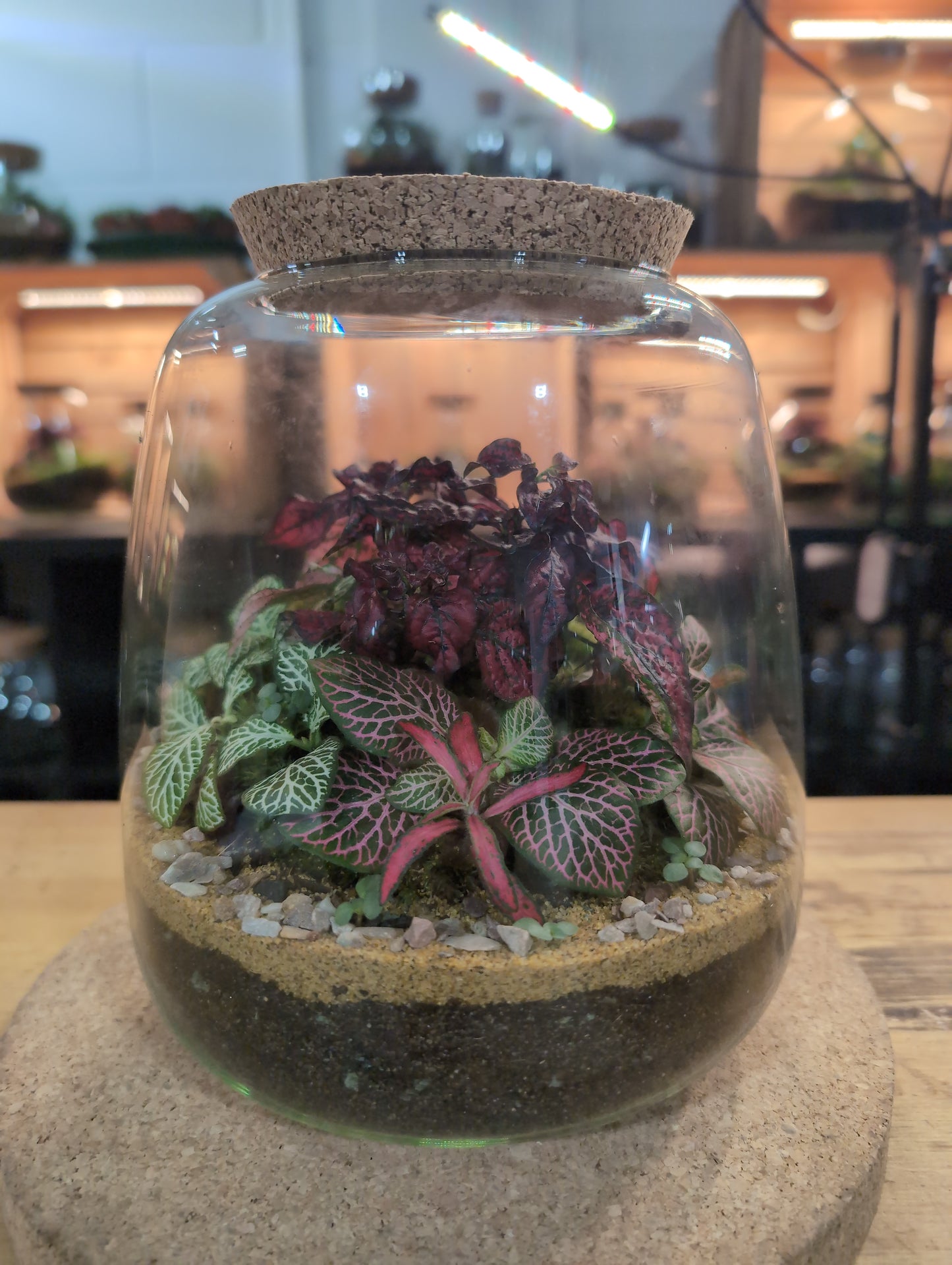 Ready-made Terrarium – Anna Jar